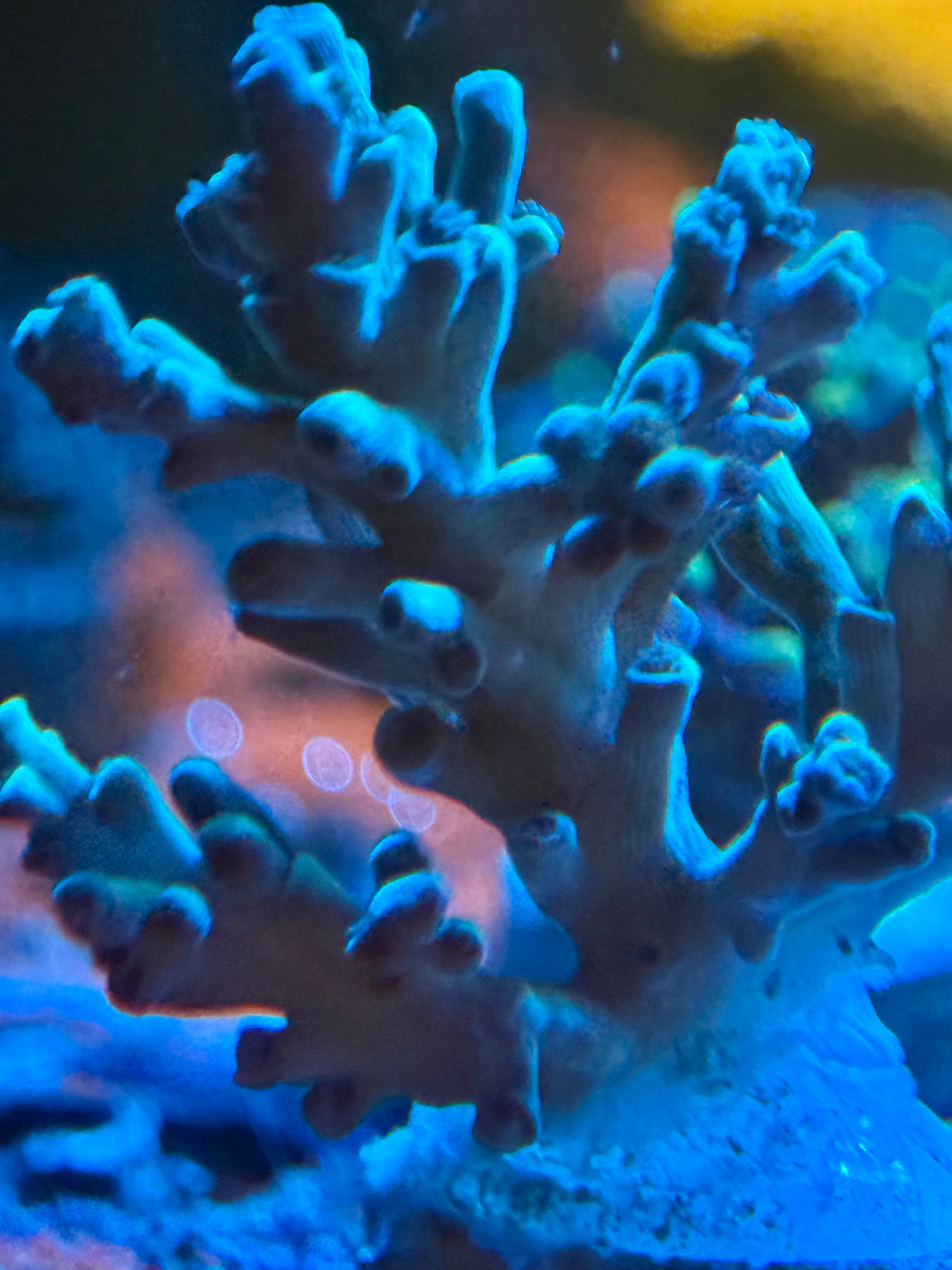 Acropora Caroliniana