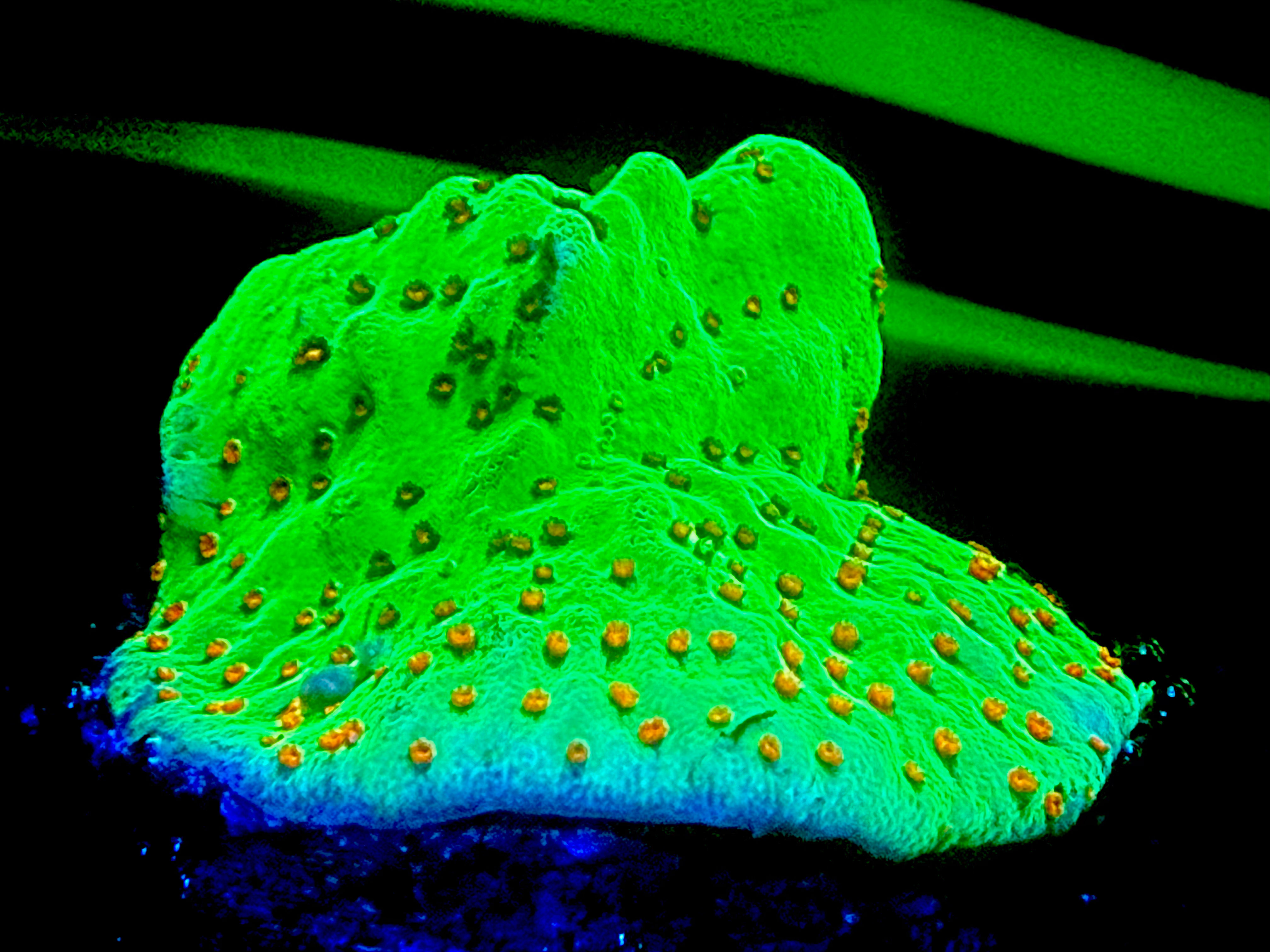 Frag