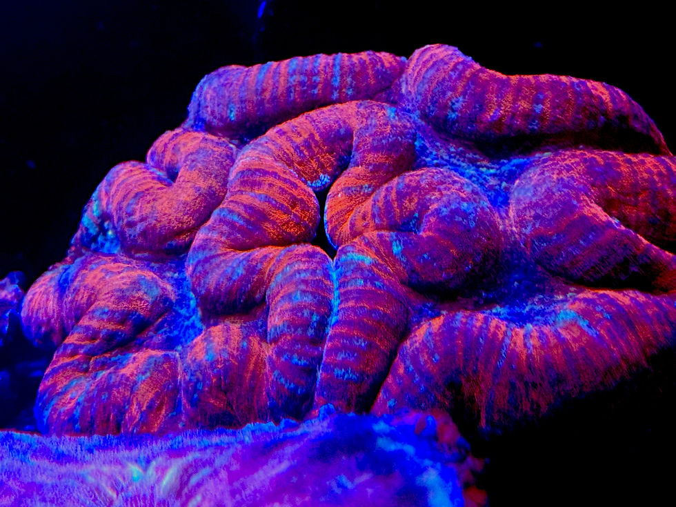 Thumbnail: Rainbow Lobo Brain Coral (Lobophyllia sp.)