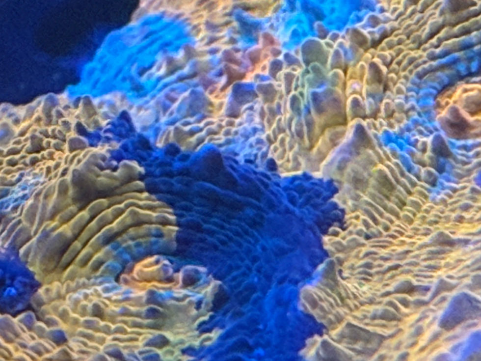 Thumbnail: Oranjii Chalice (aka Poor Man’s Crayola Meltdown)