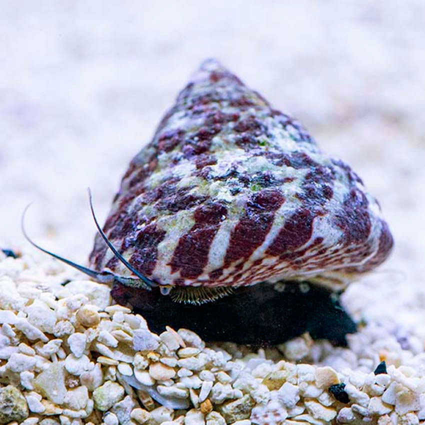 Turbo Snail