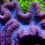Thumbnail: Lobophyllia Coral (Lobophyllia spp.)