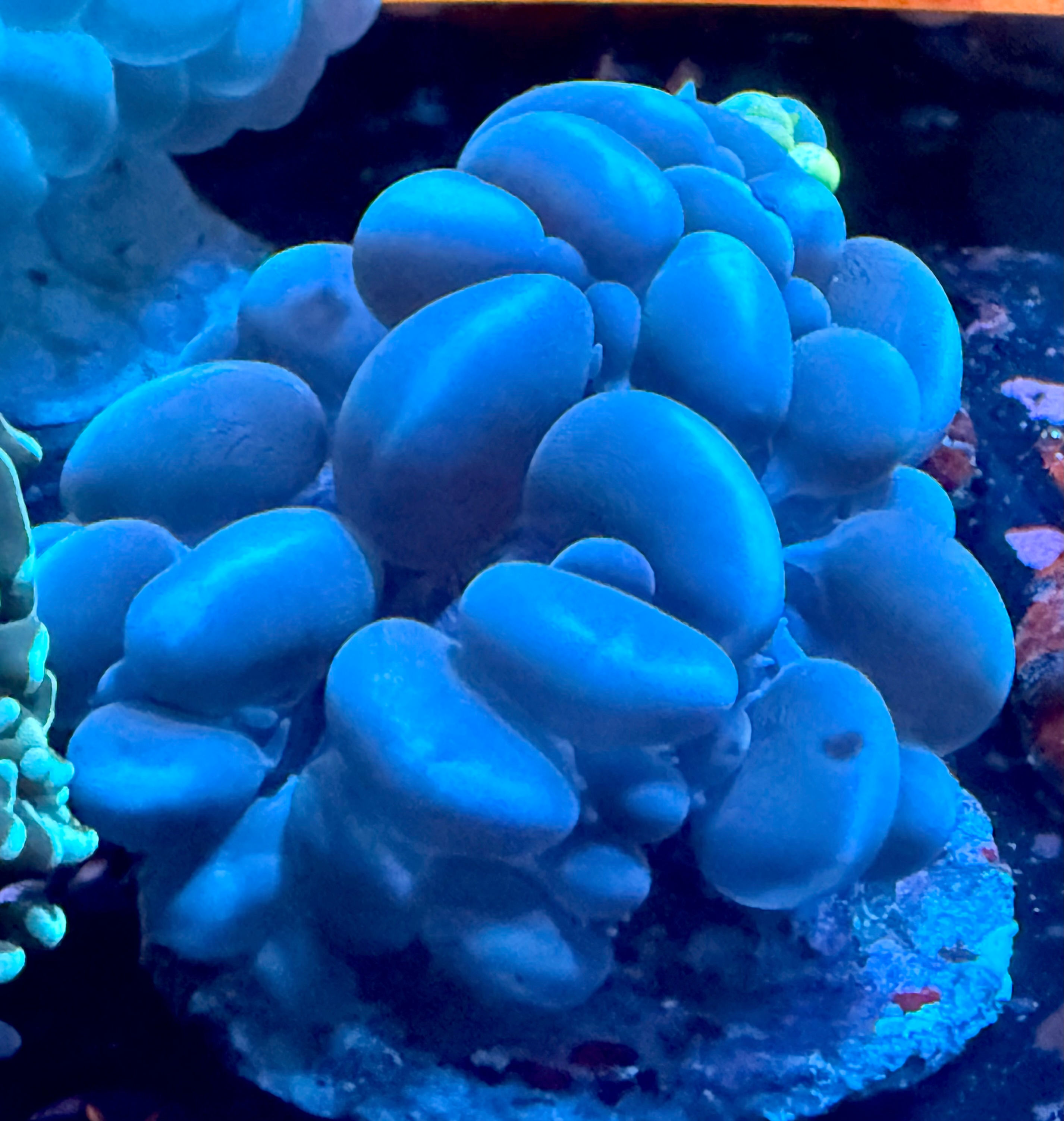 Lightning Storm Bubble Coral (Plerogyra sinuosa)