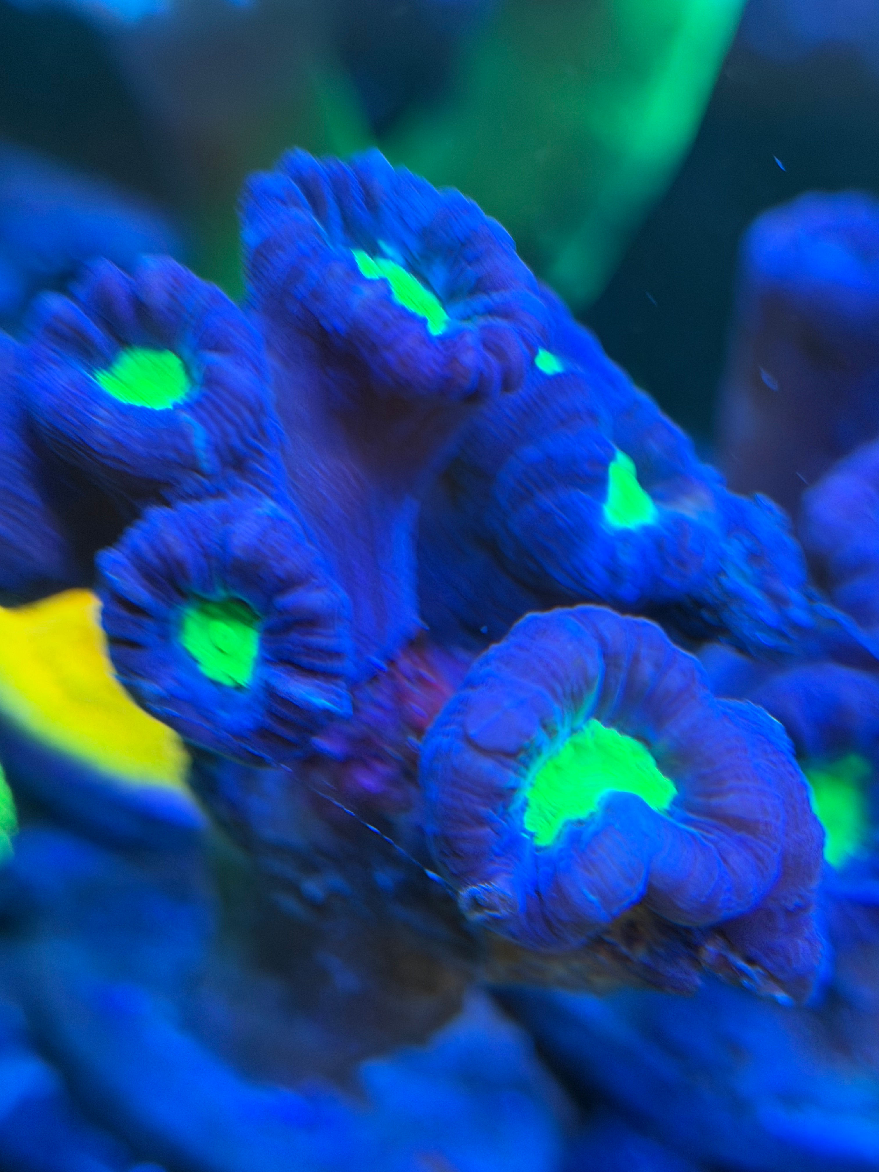 Australian CDU Frag 17