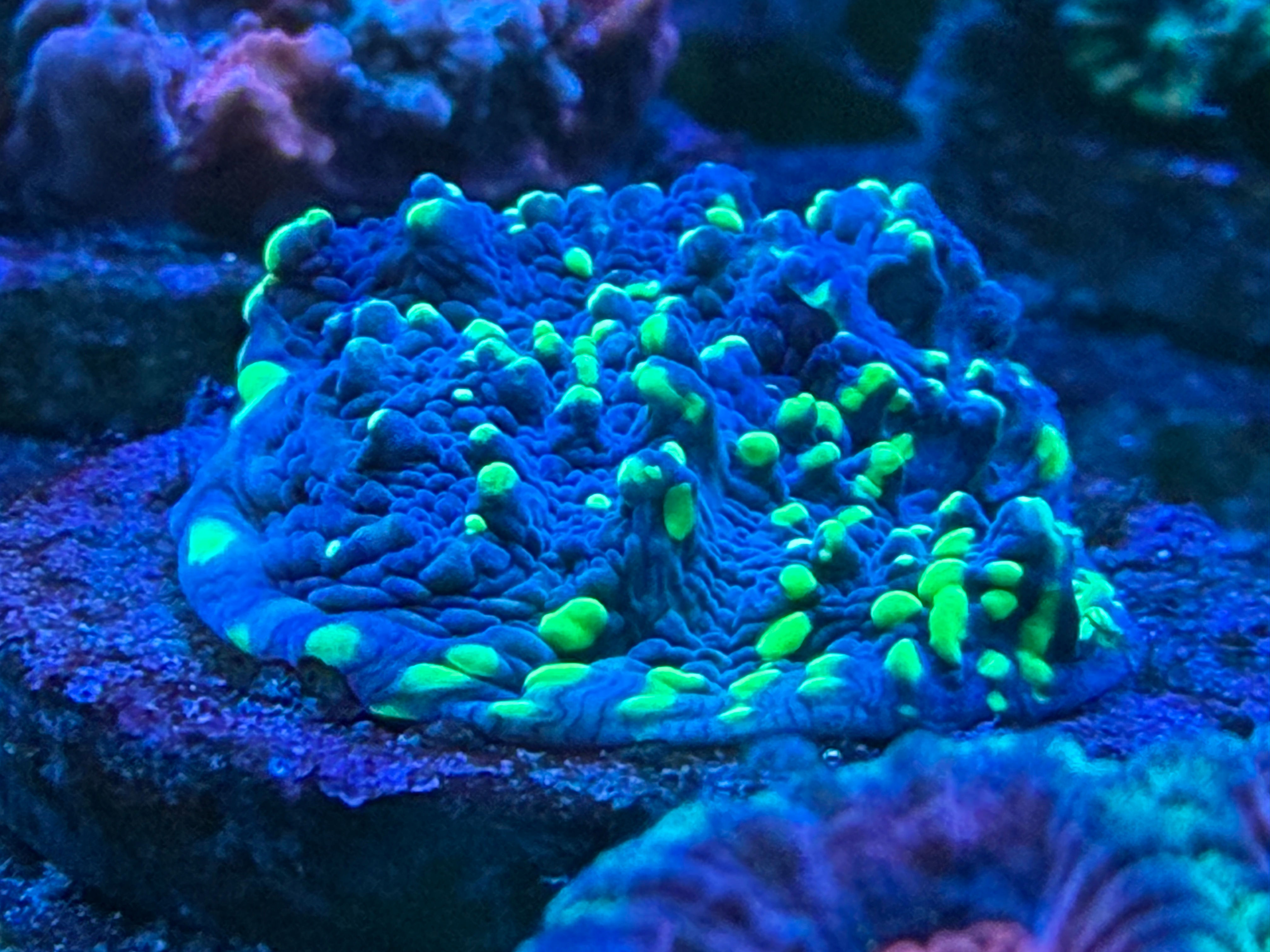 Australian CDU Frag 22