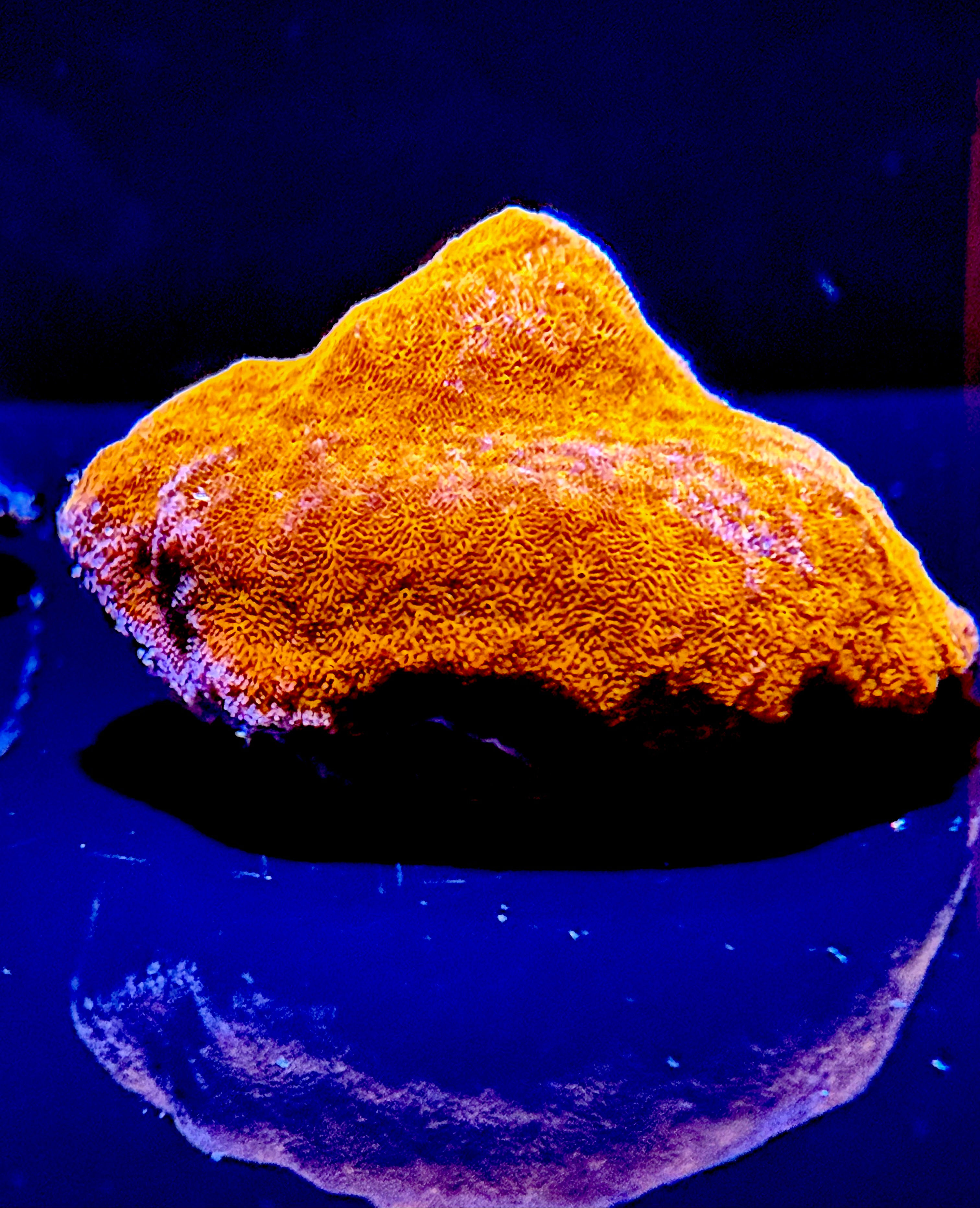 Frag