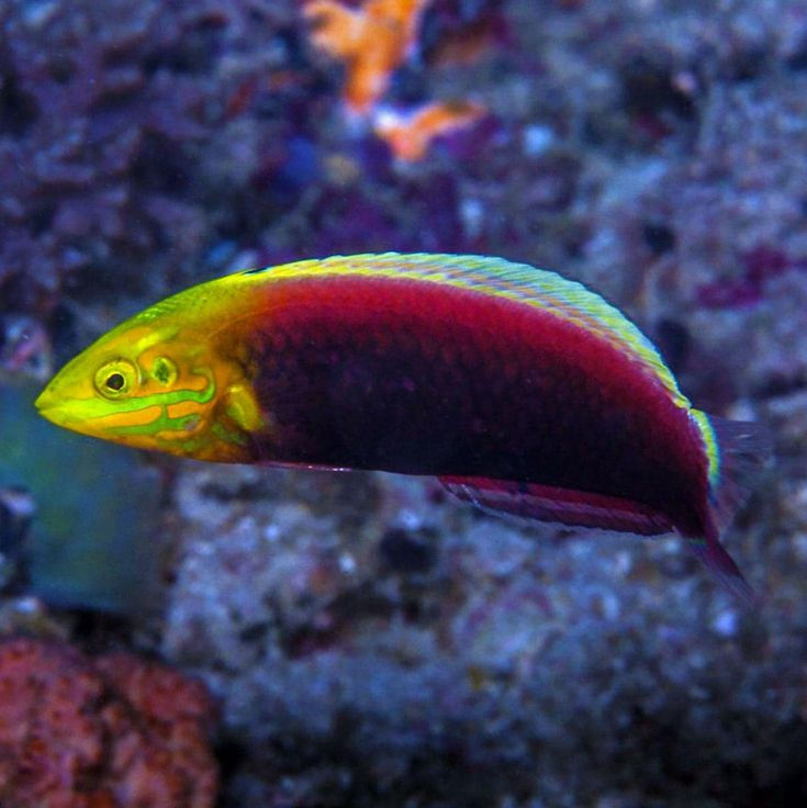 Radiant Wrasse (Halichoeris iridis)