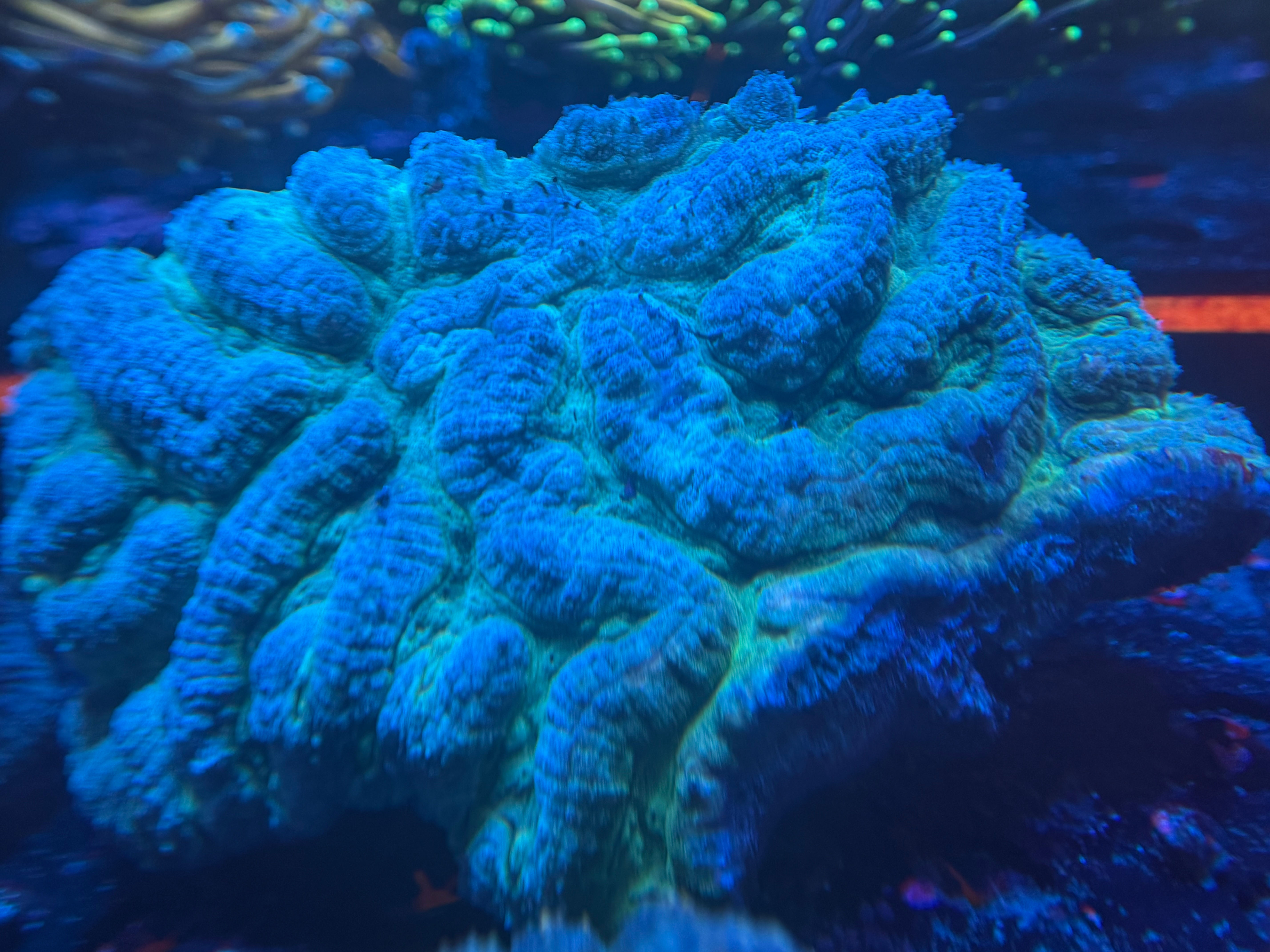Brain Coral (Mussidae)