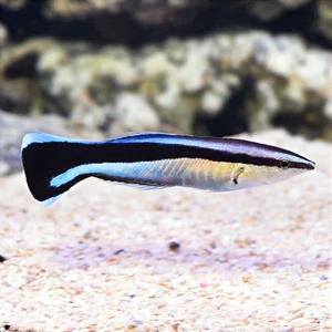 Cleaner Wrasse – Labroides dimidiatus