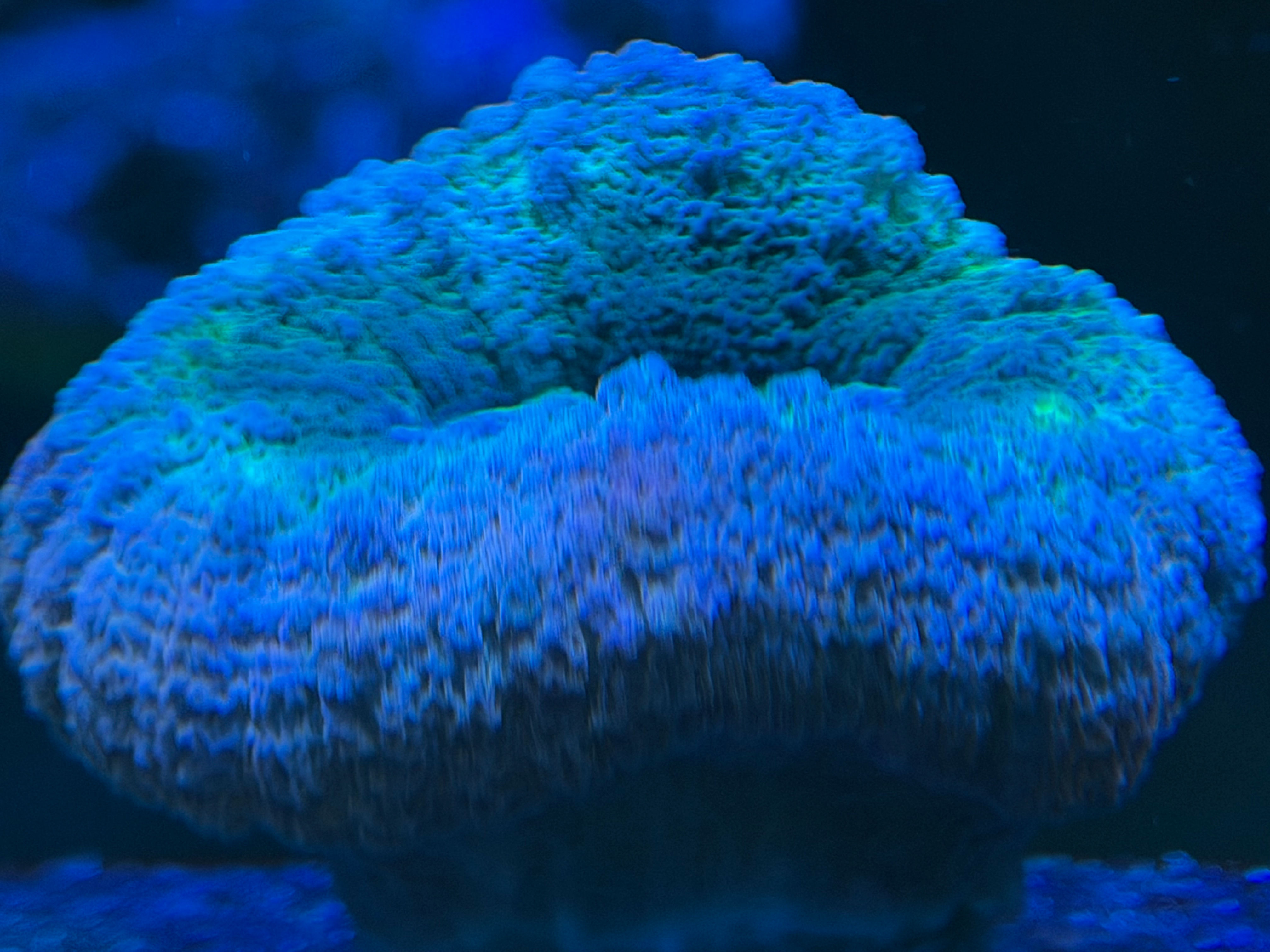 Australian CDU Frag 24