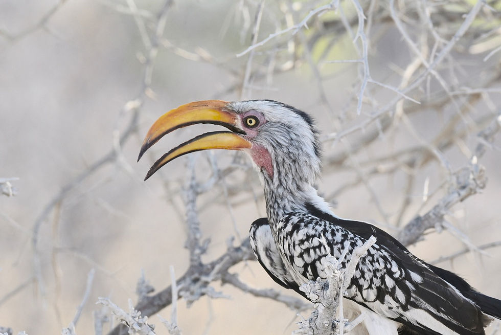 Yellow Billed Hornbill