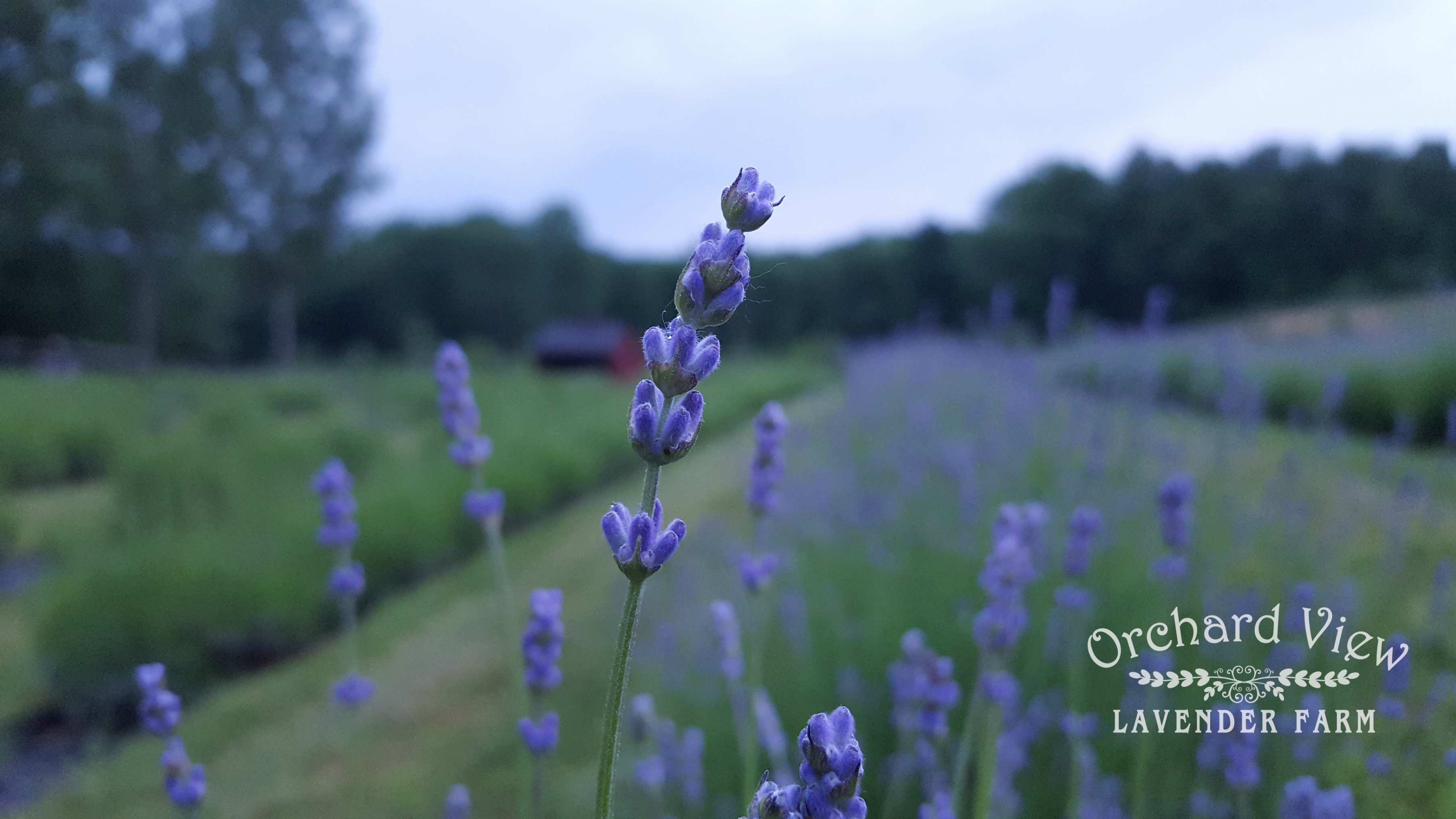Orchard View Lavender Farm