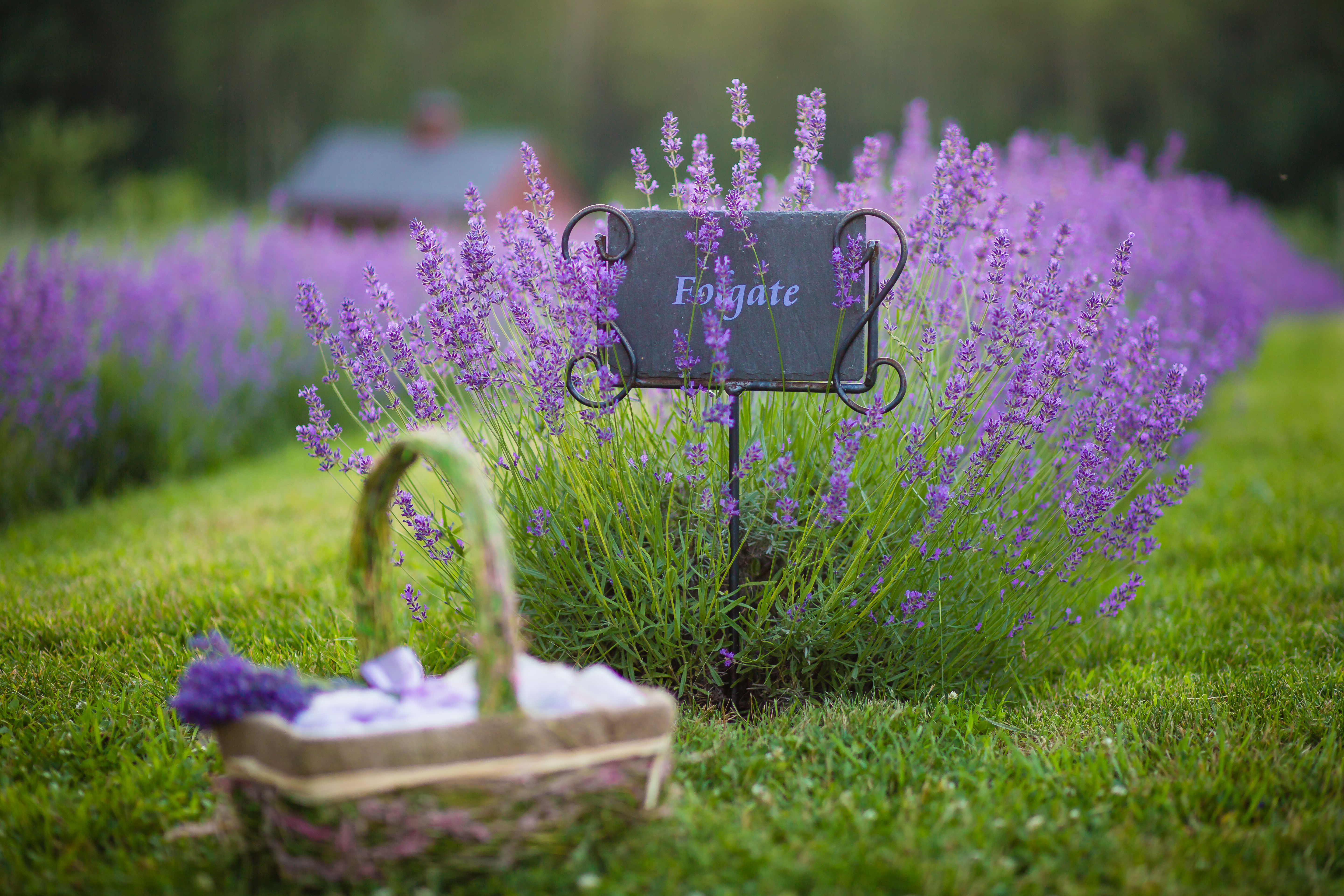 Orchard View Lavender Farm