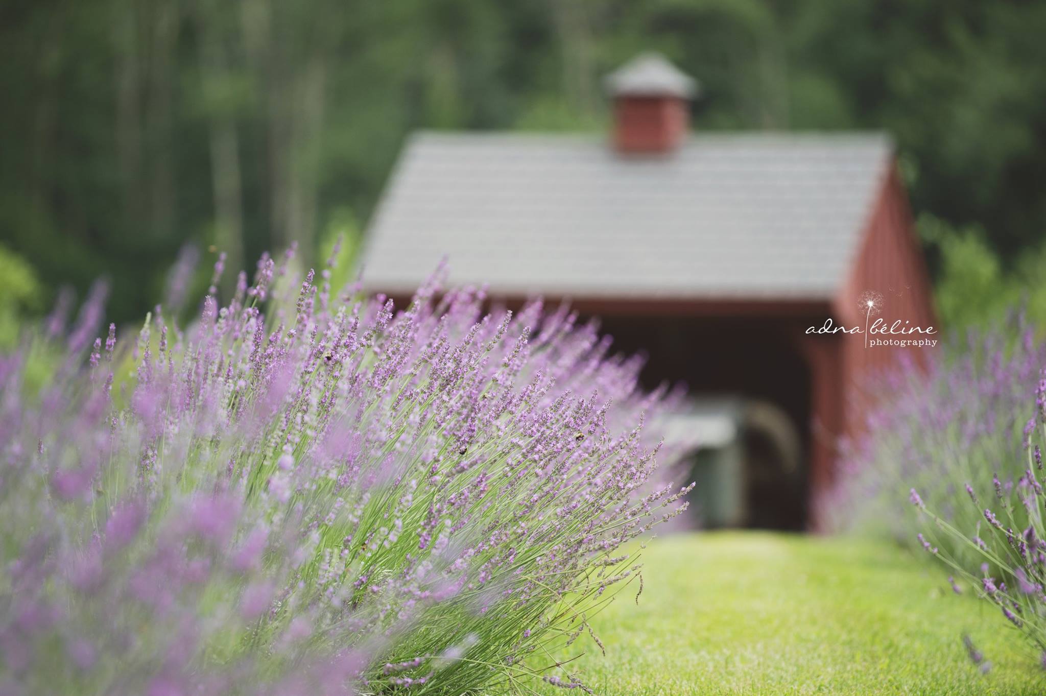 Orchard View Lavender Farm