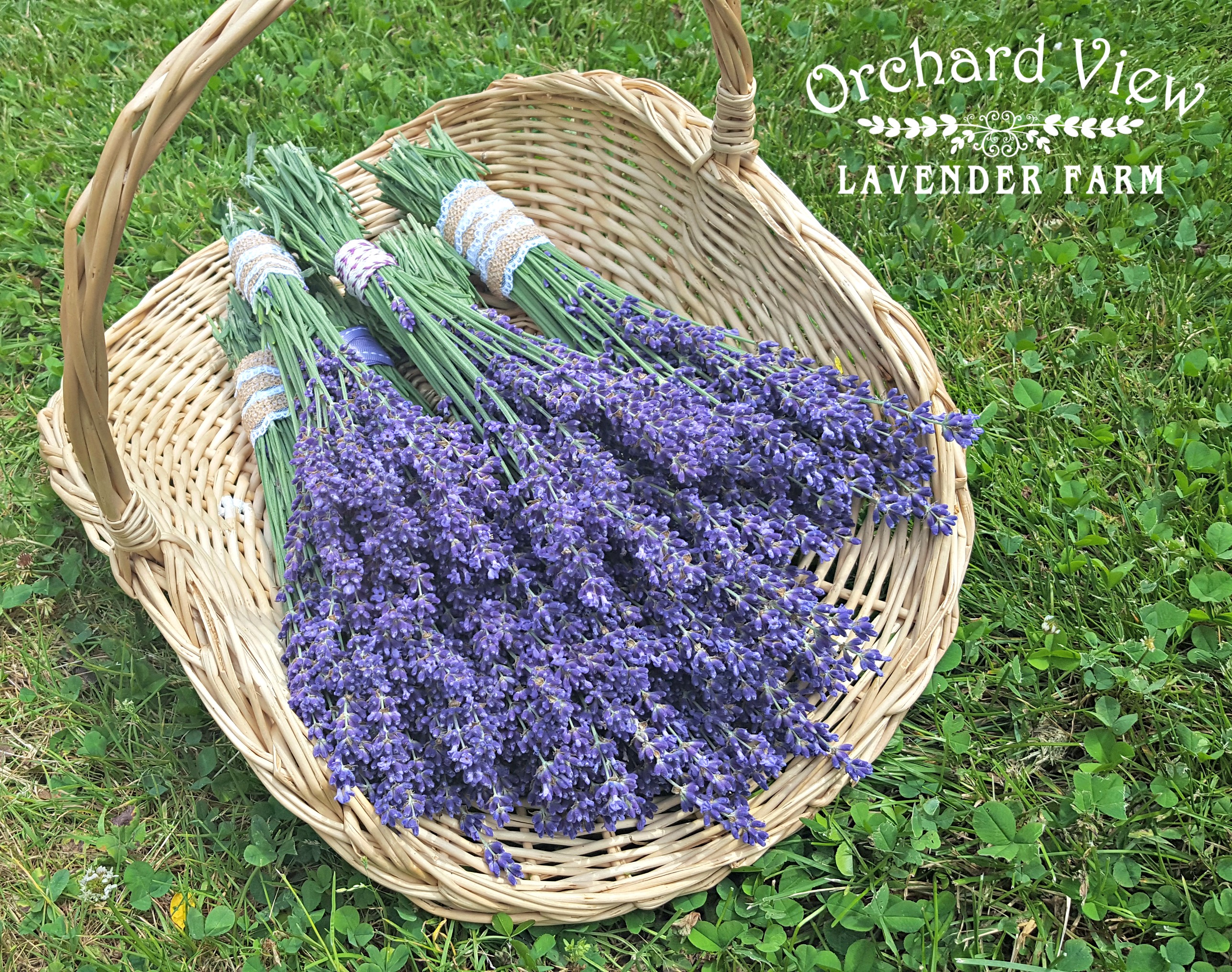 Orchard View Lavender Farm