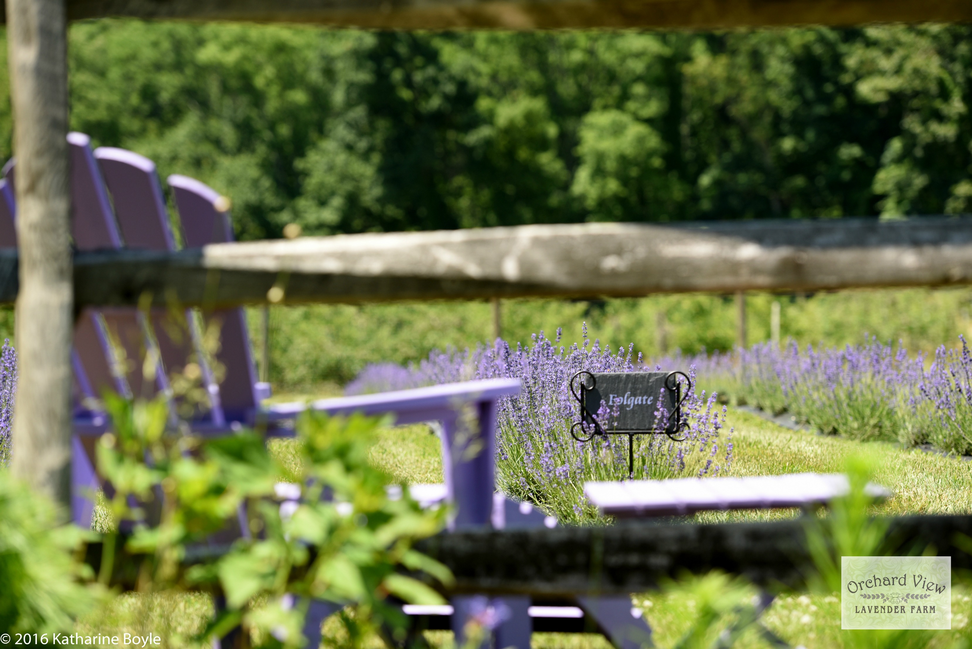 Orchard View Lavender Farm