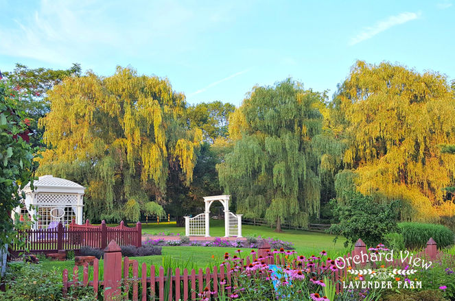 Orchard View Lavender Farm, Port Murray, NJ - Wedding Venue