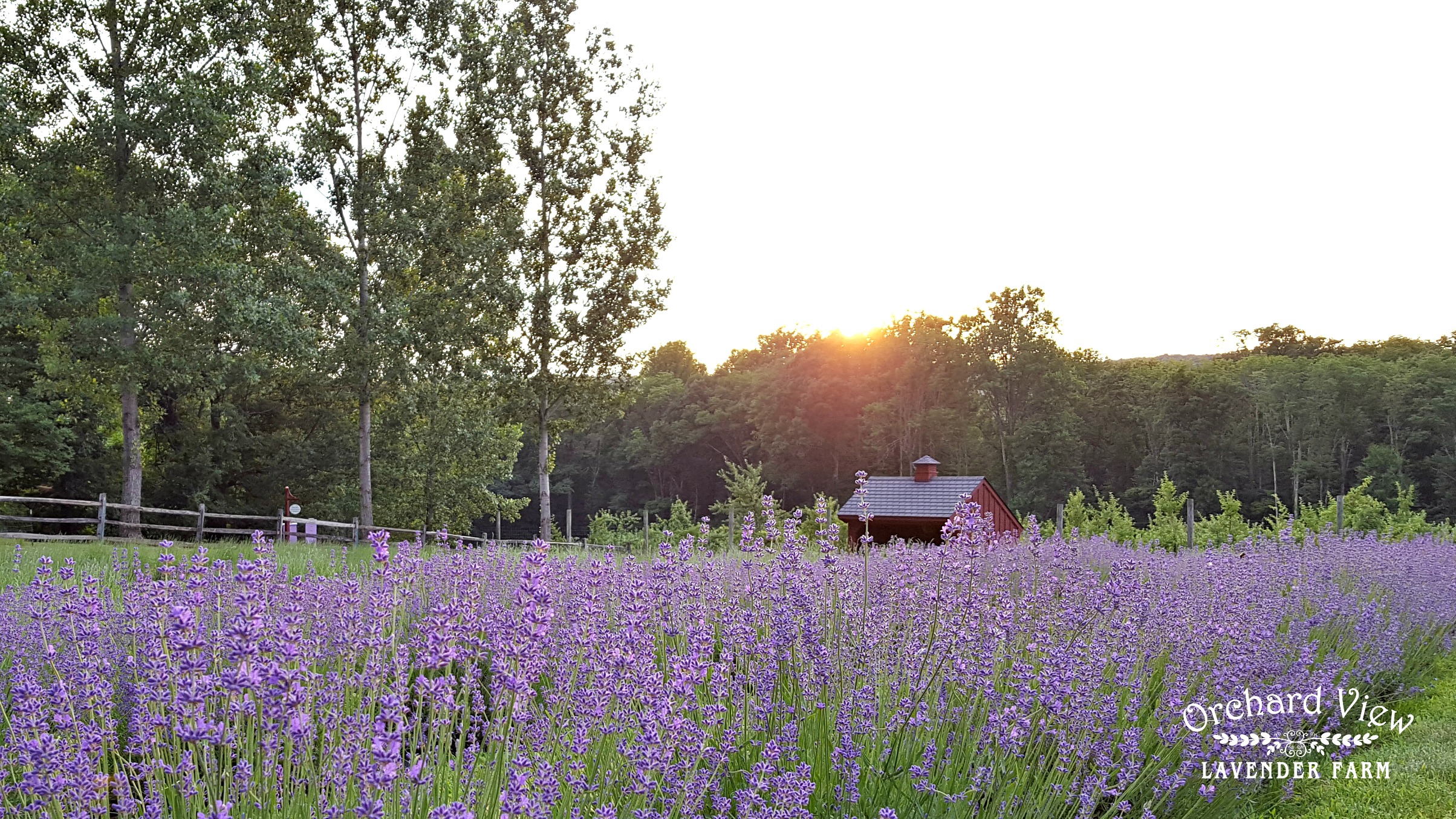 Orchard View Lavender Farm