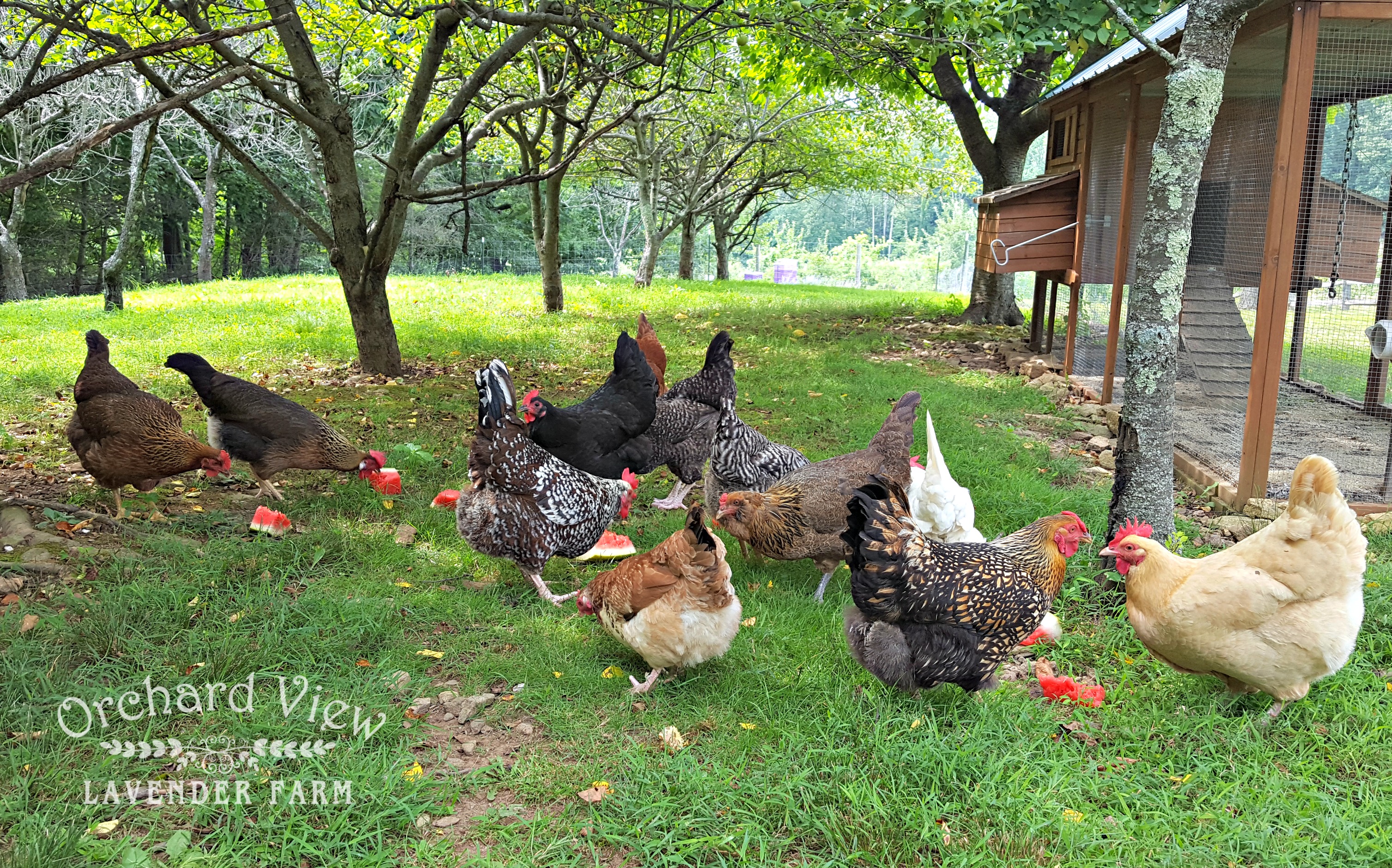 Orchard View Lavender Farm