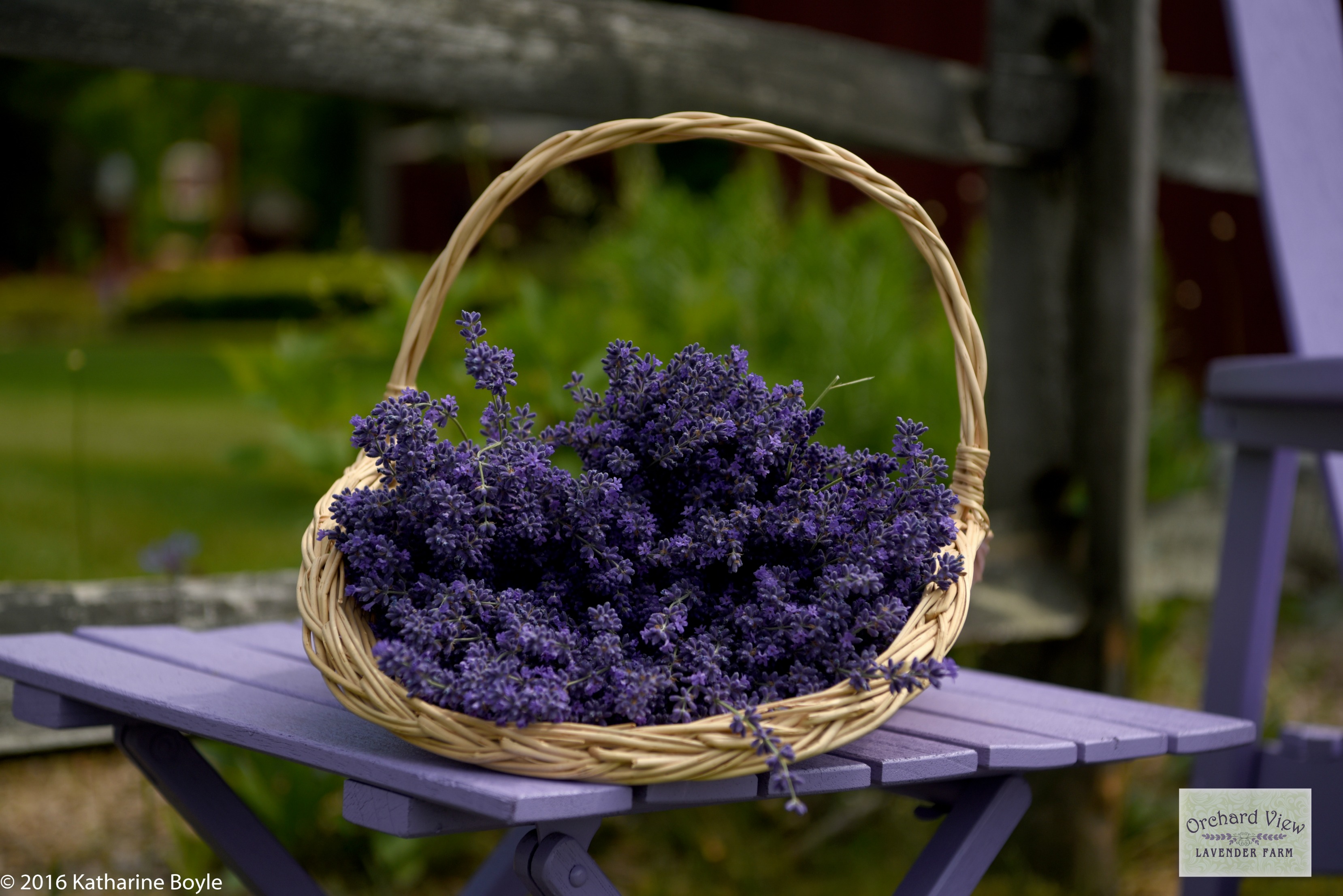 Orchard View Lavender Farm