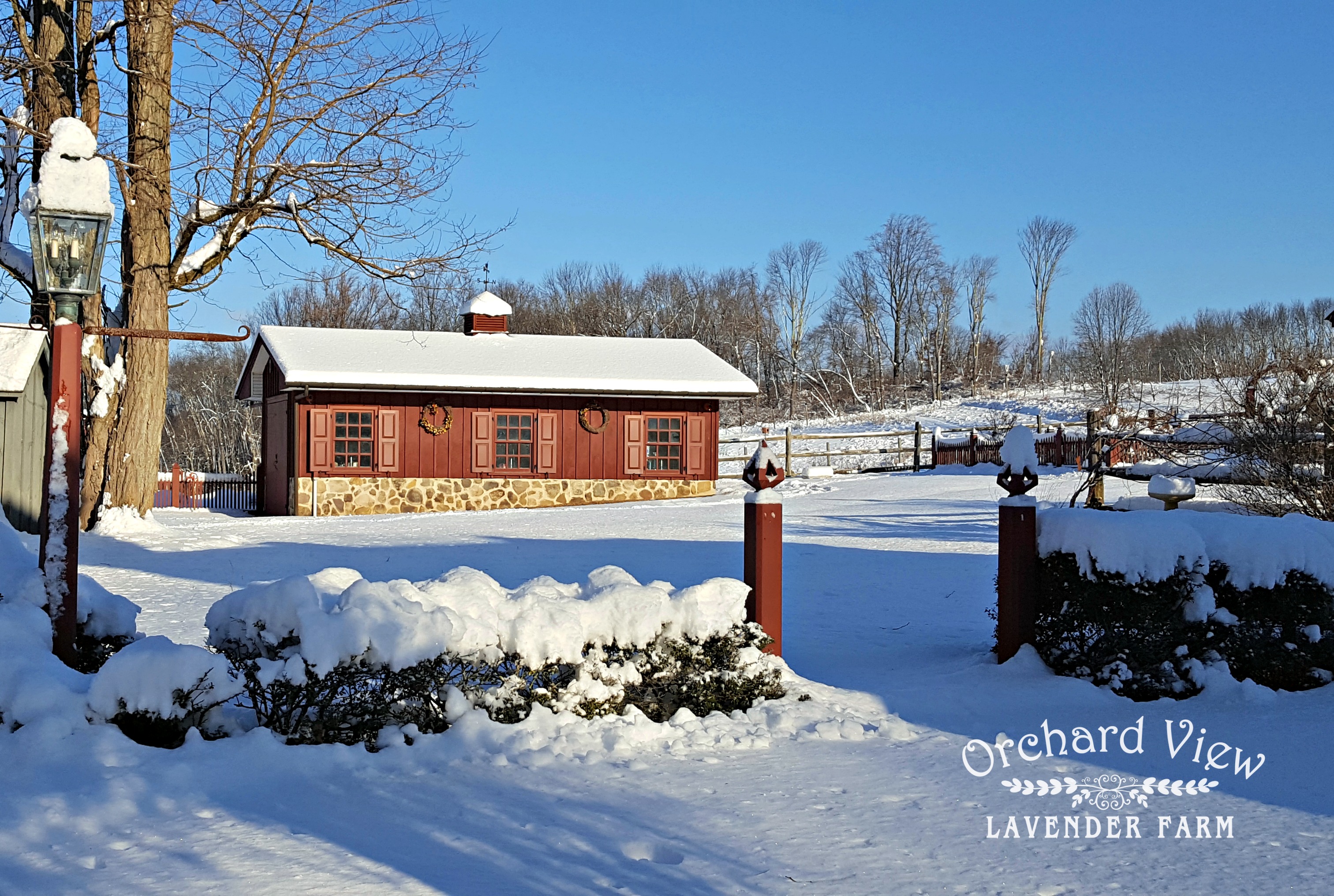 Orchard View Lavender Farm