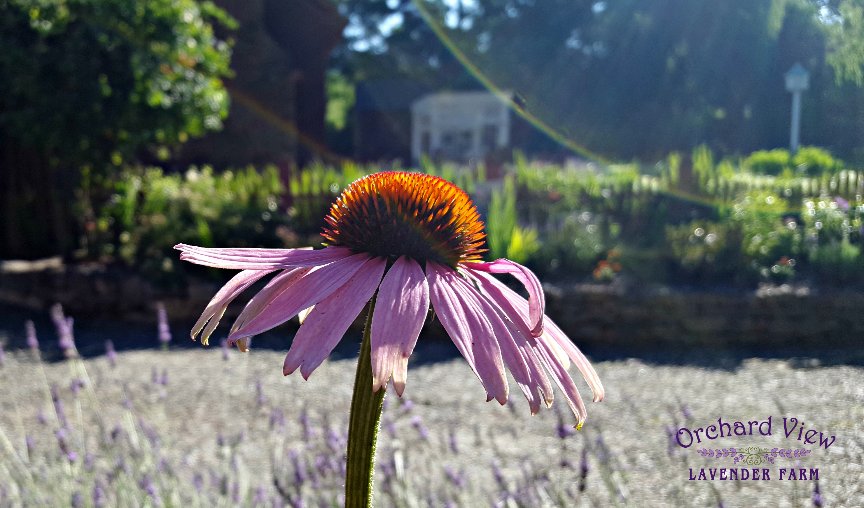 Orchard View Lavender Farm