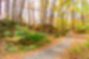 Jenny-Jump-State-Forest-Walking-Path-sca