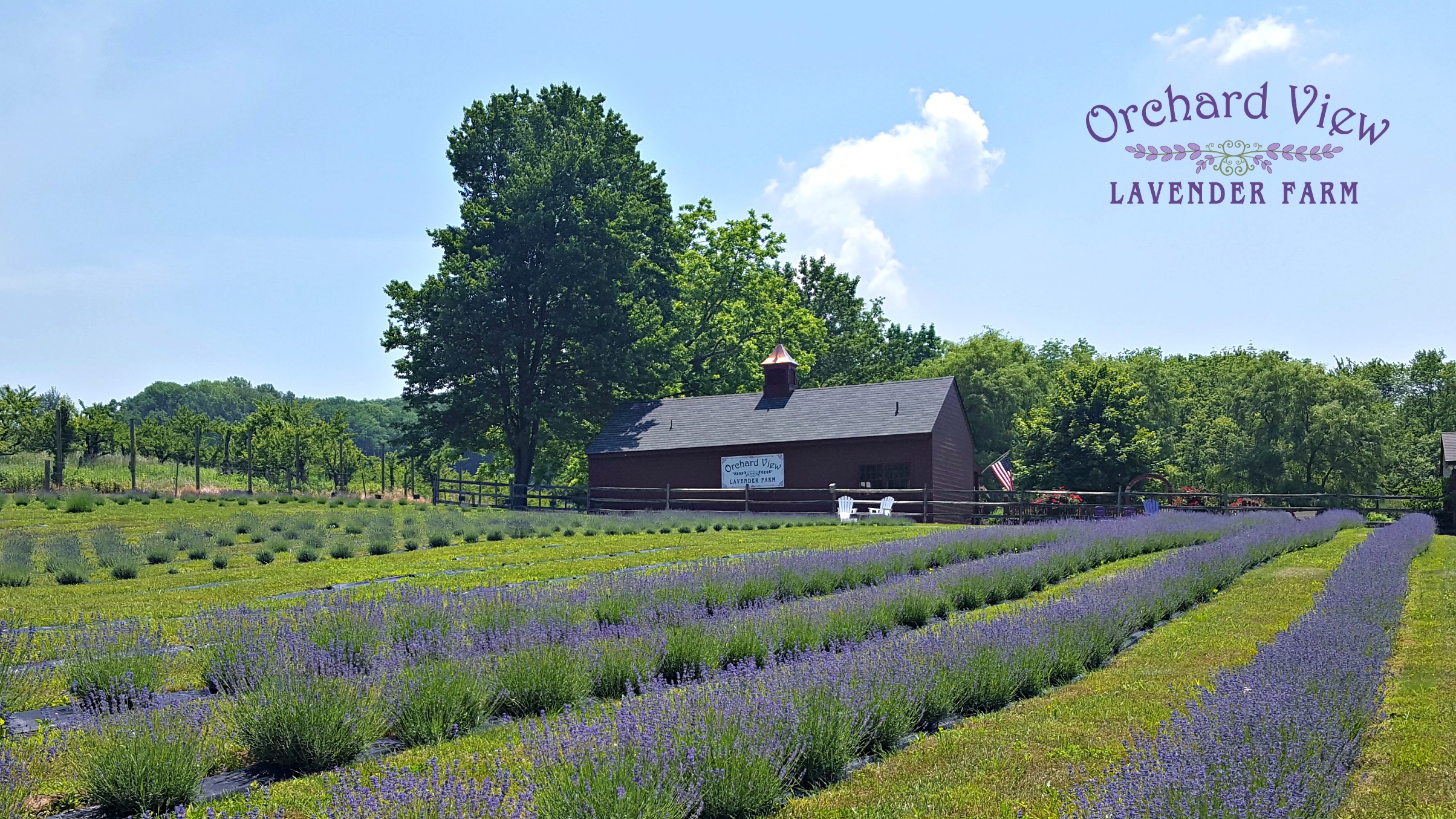 Orchard View Lavender Farm