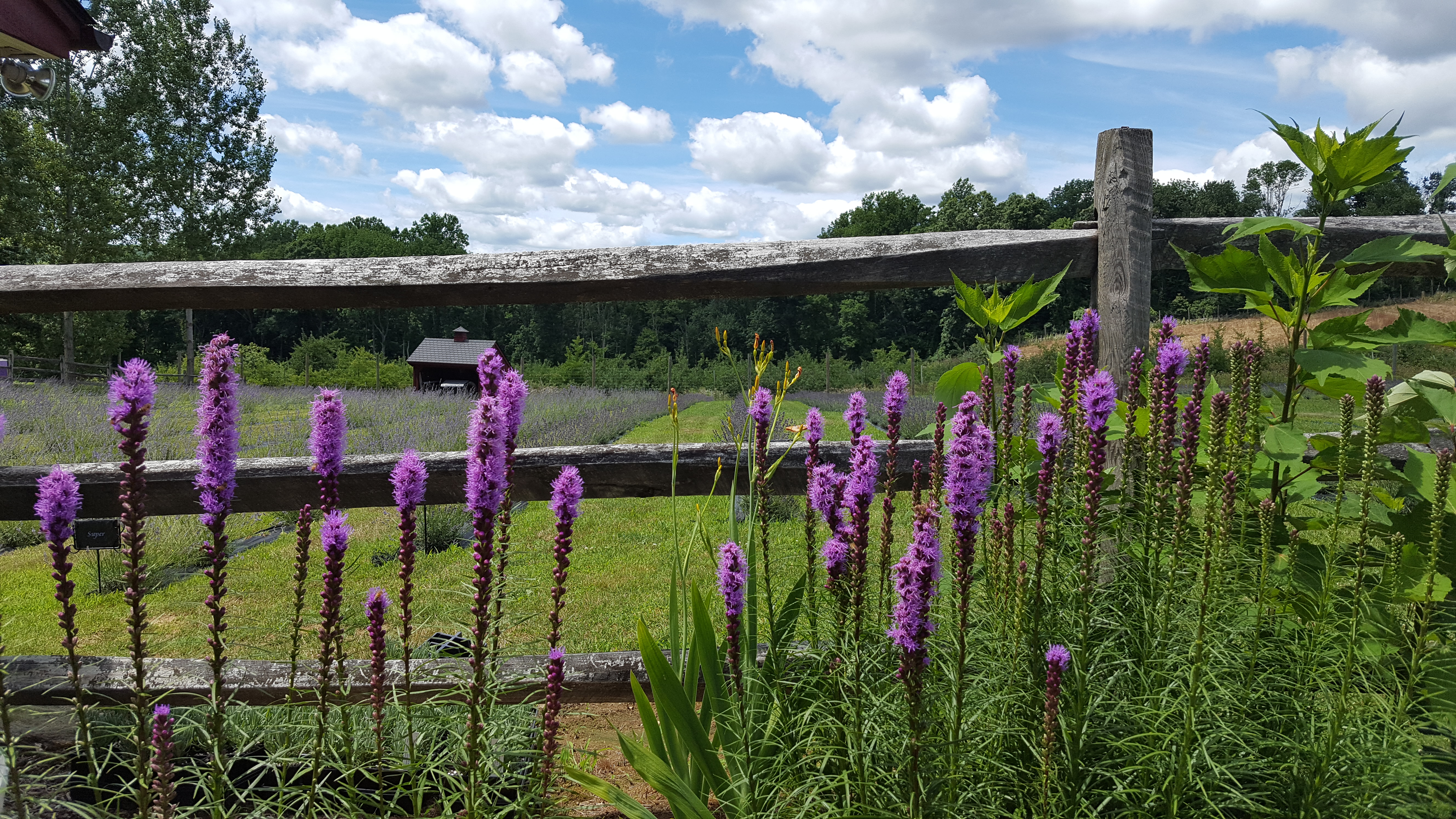Orchard View Lavender Farm