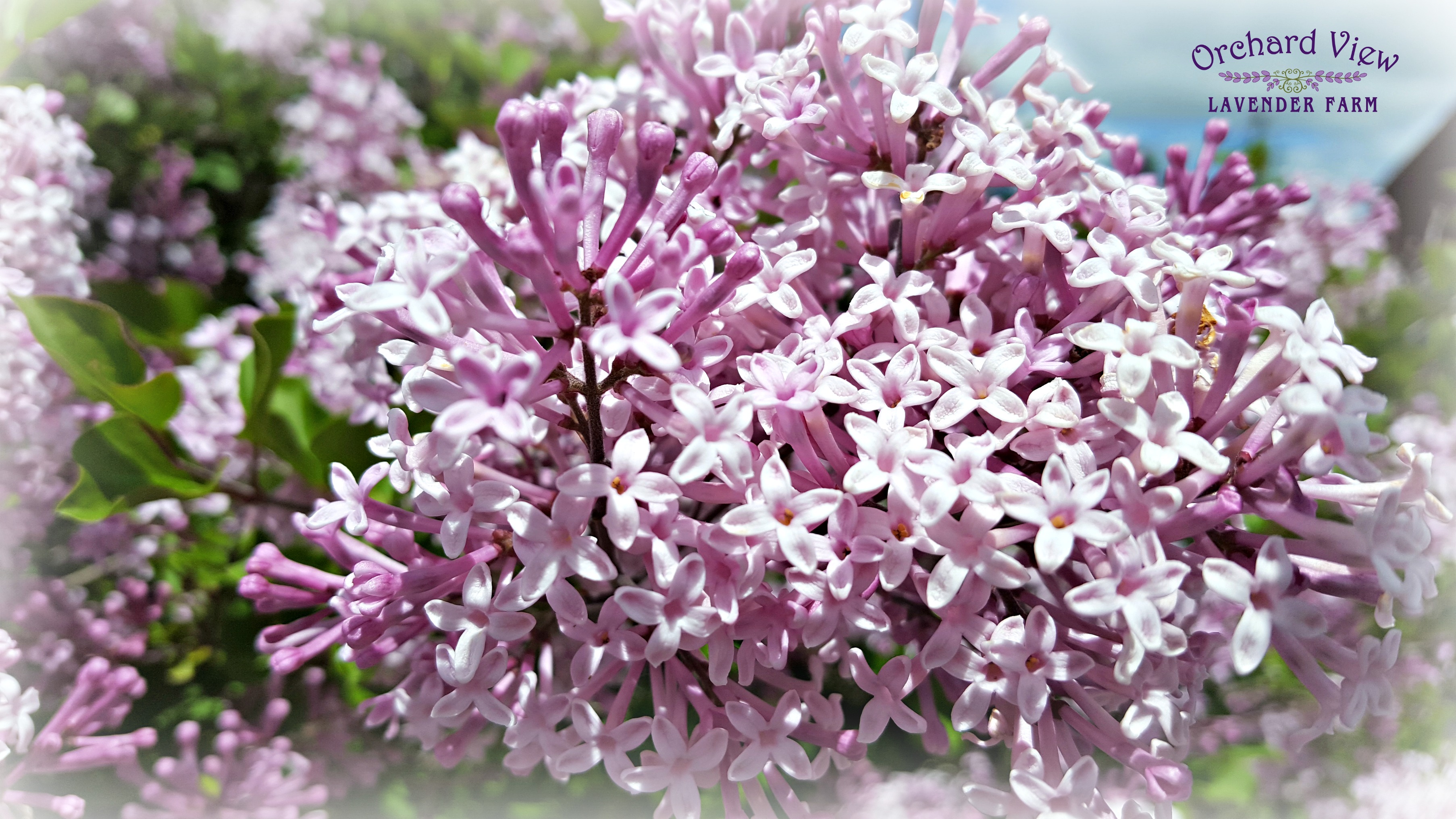 Orchard View Lavender Farm