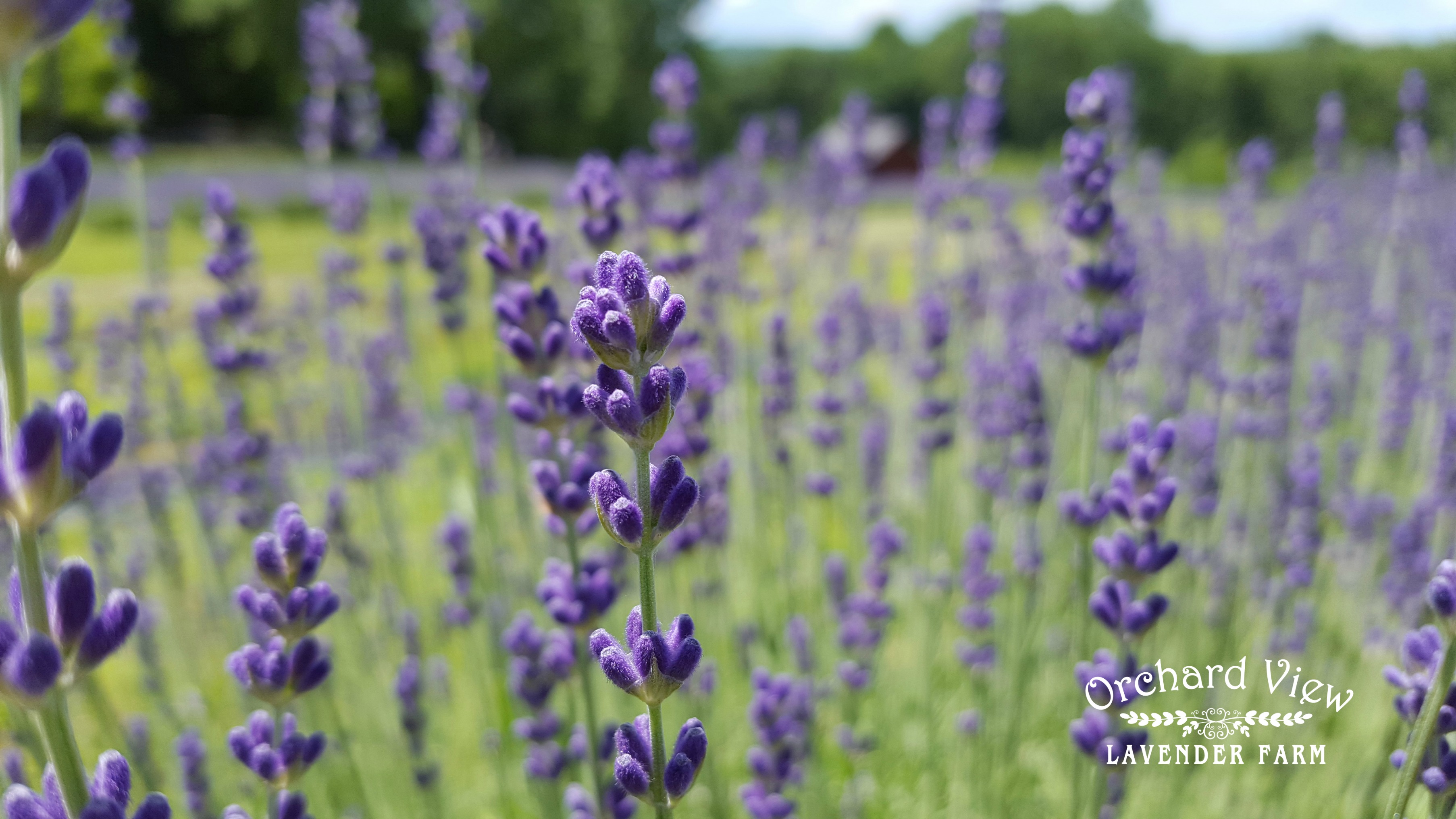 Orchard View Lavender Farm