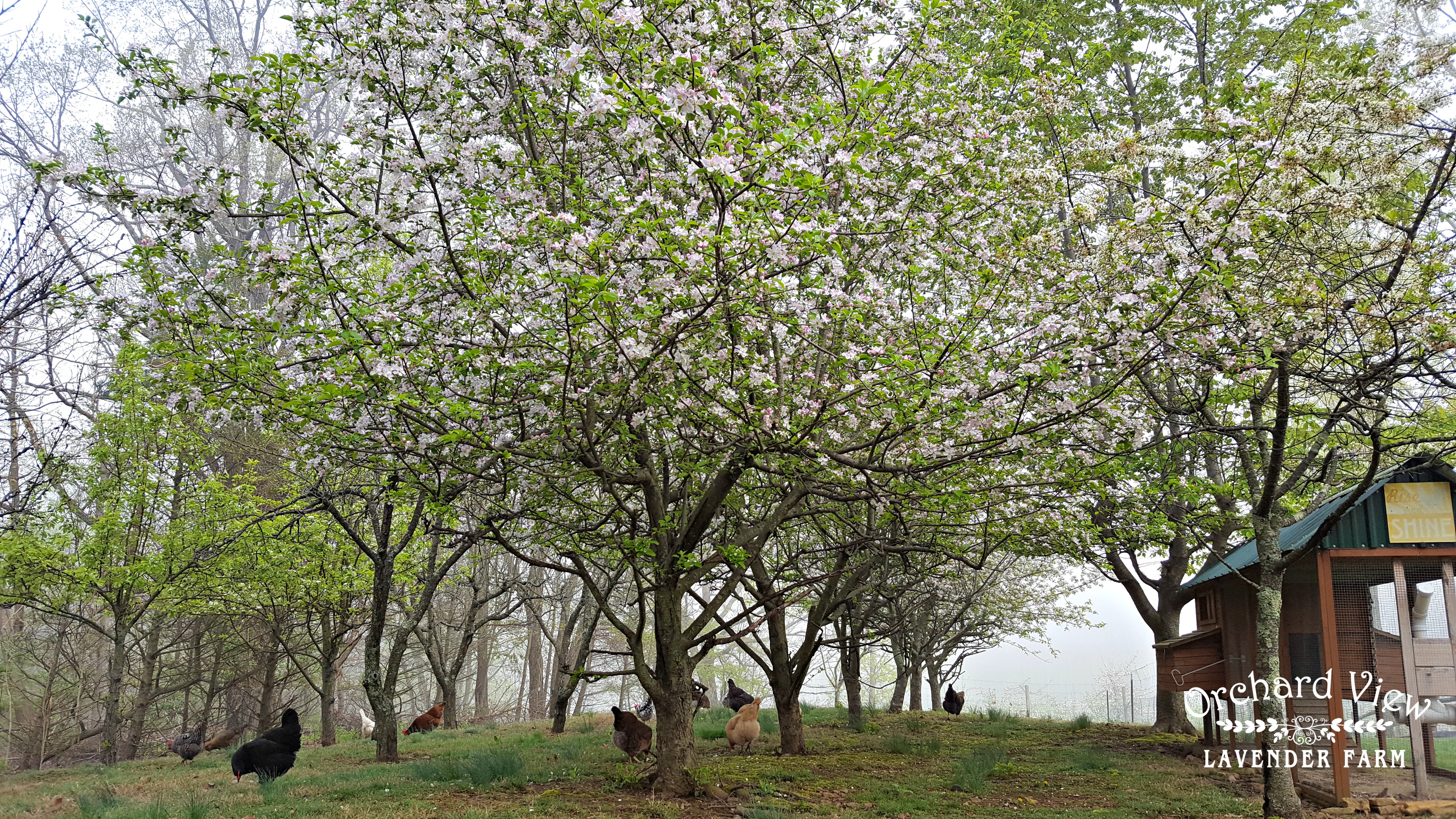Orchard View Lavender Farm