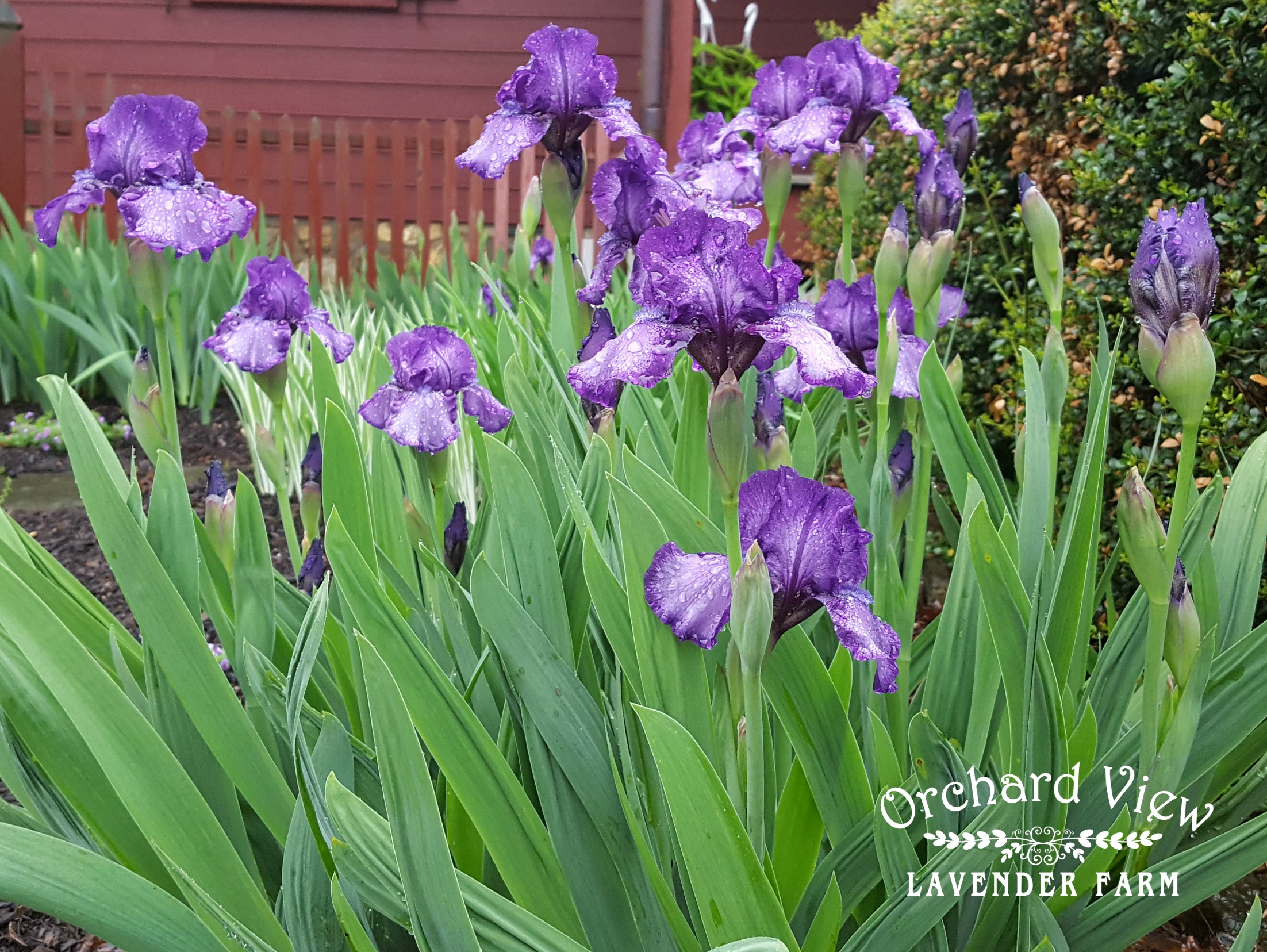 Orchard View Lavender Farm