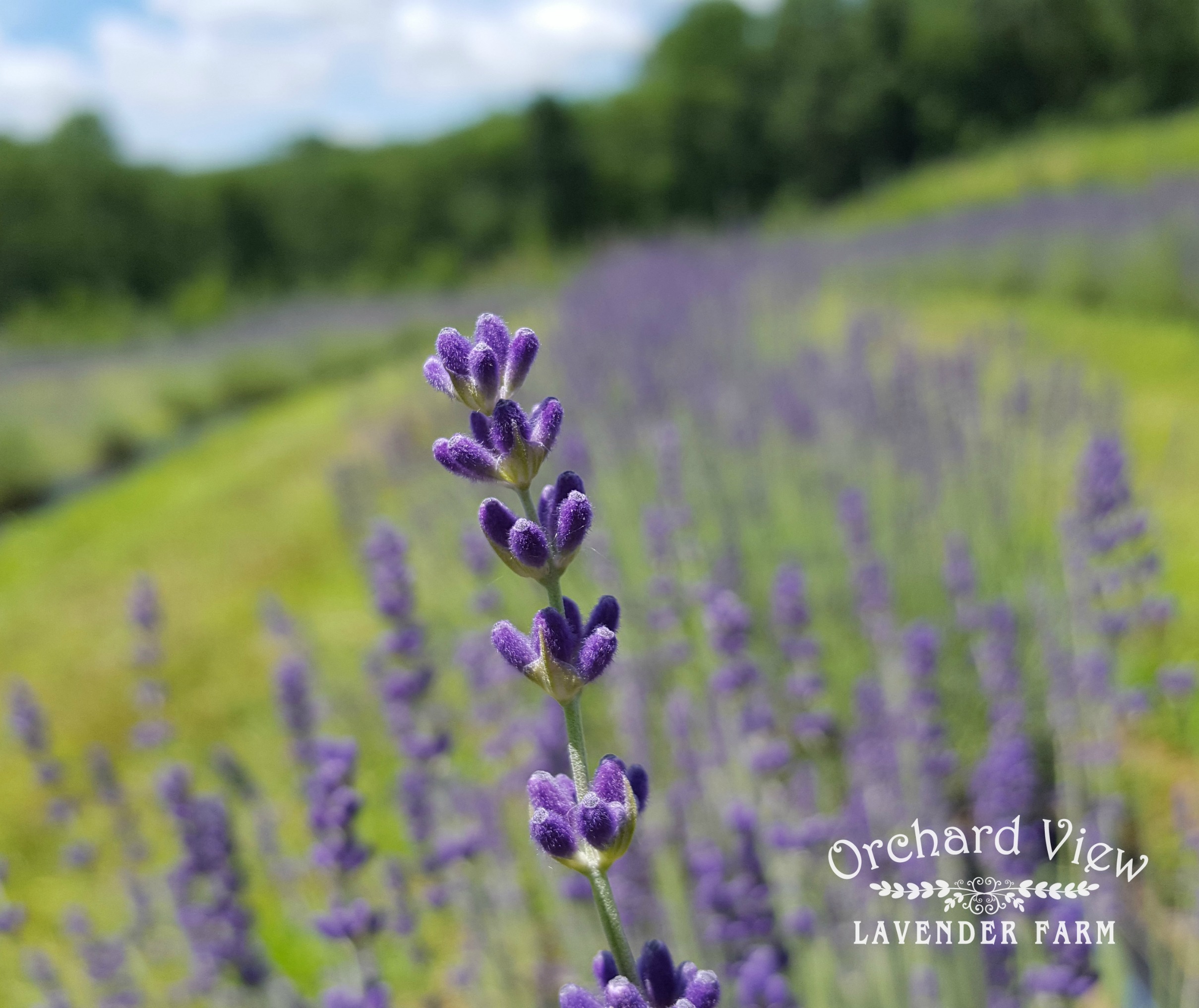 Orchard View Lavender Farm