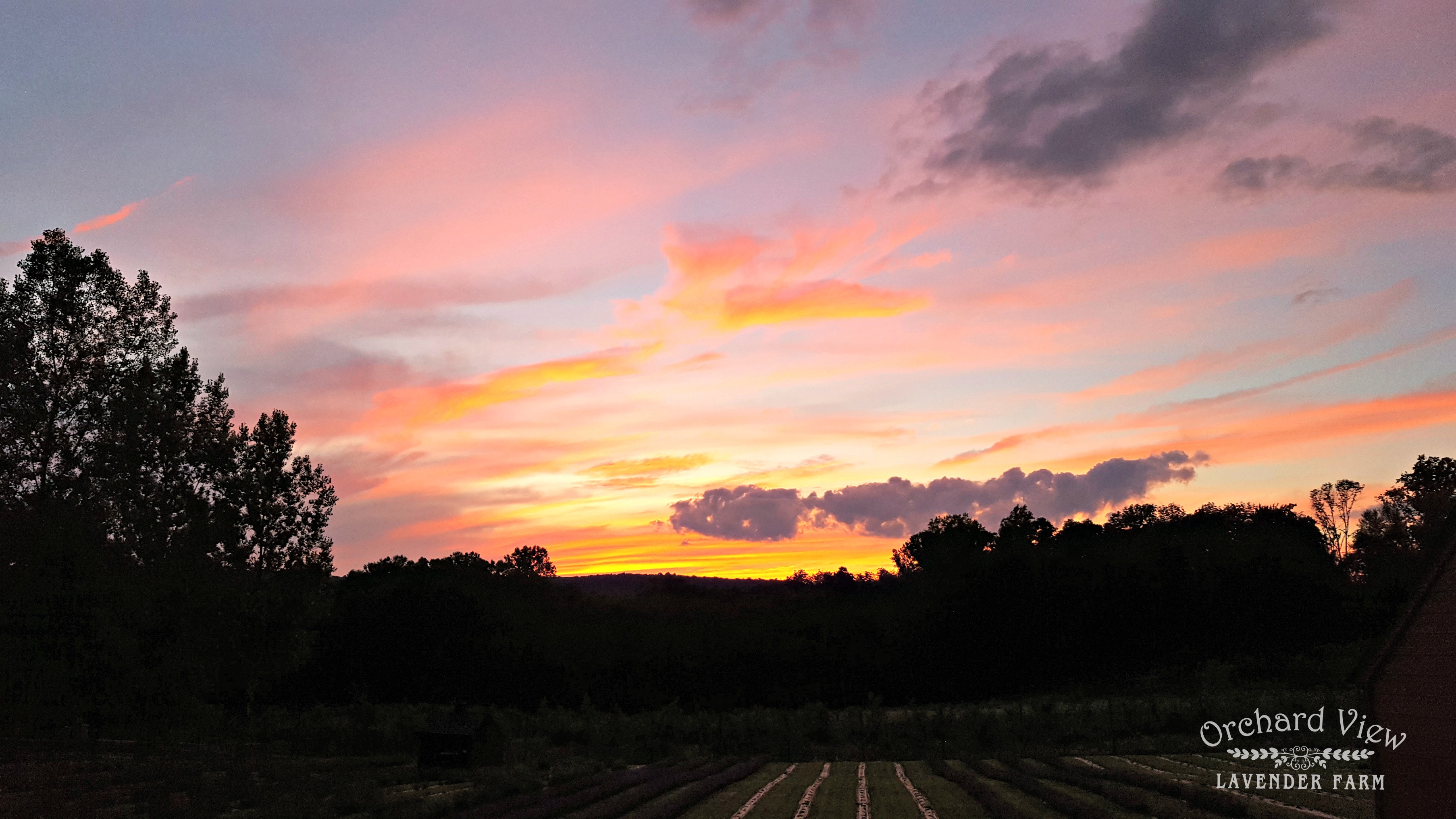Orchard View Lavender Farm