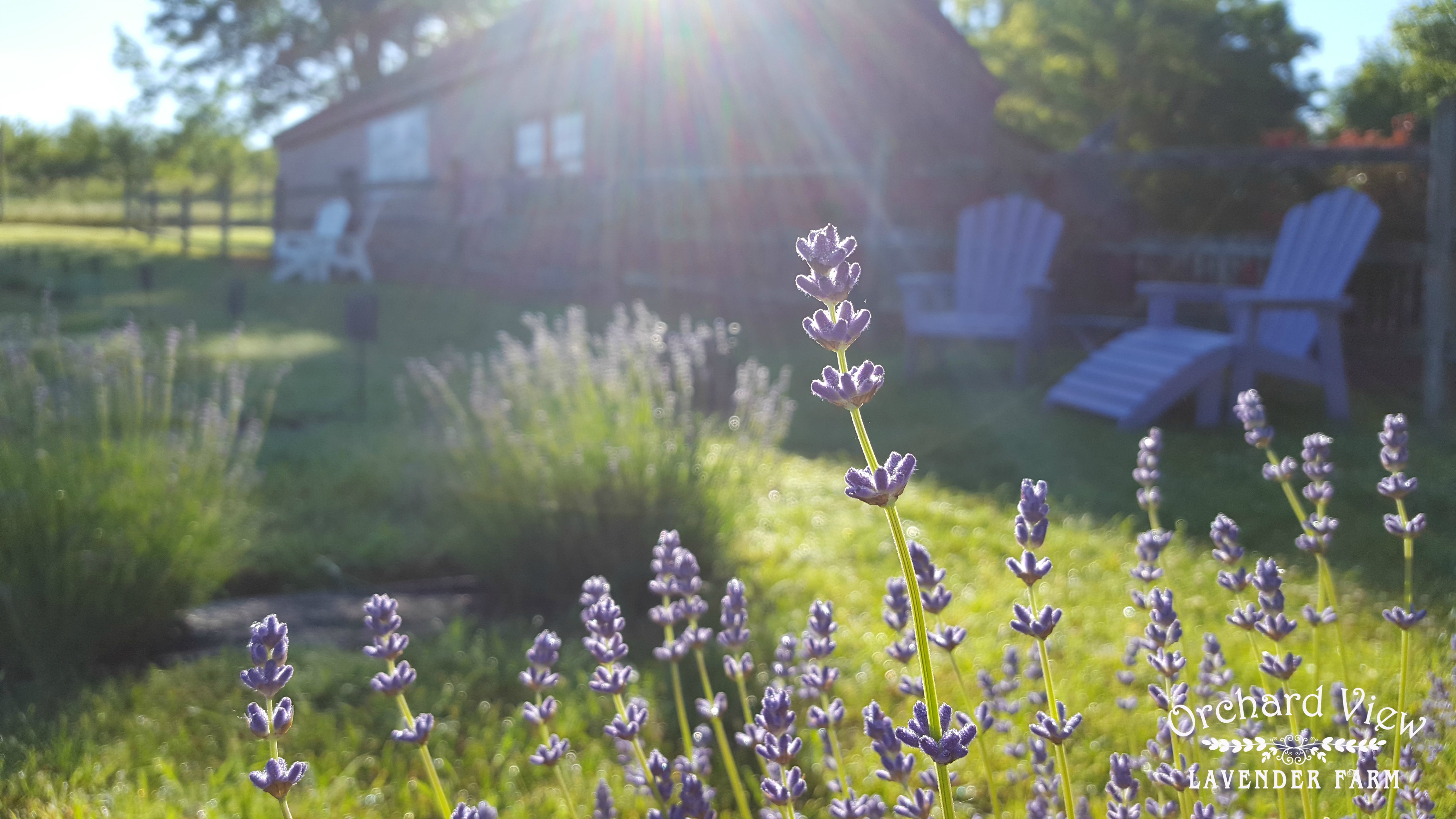 Orchard View Lavender Farm