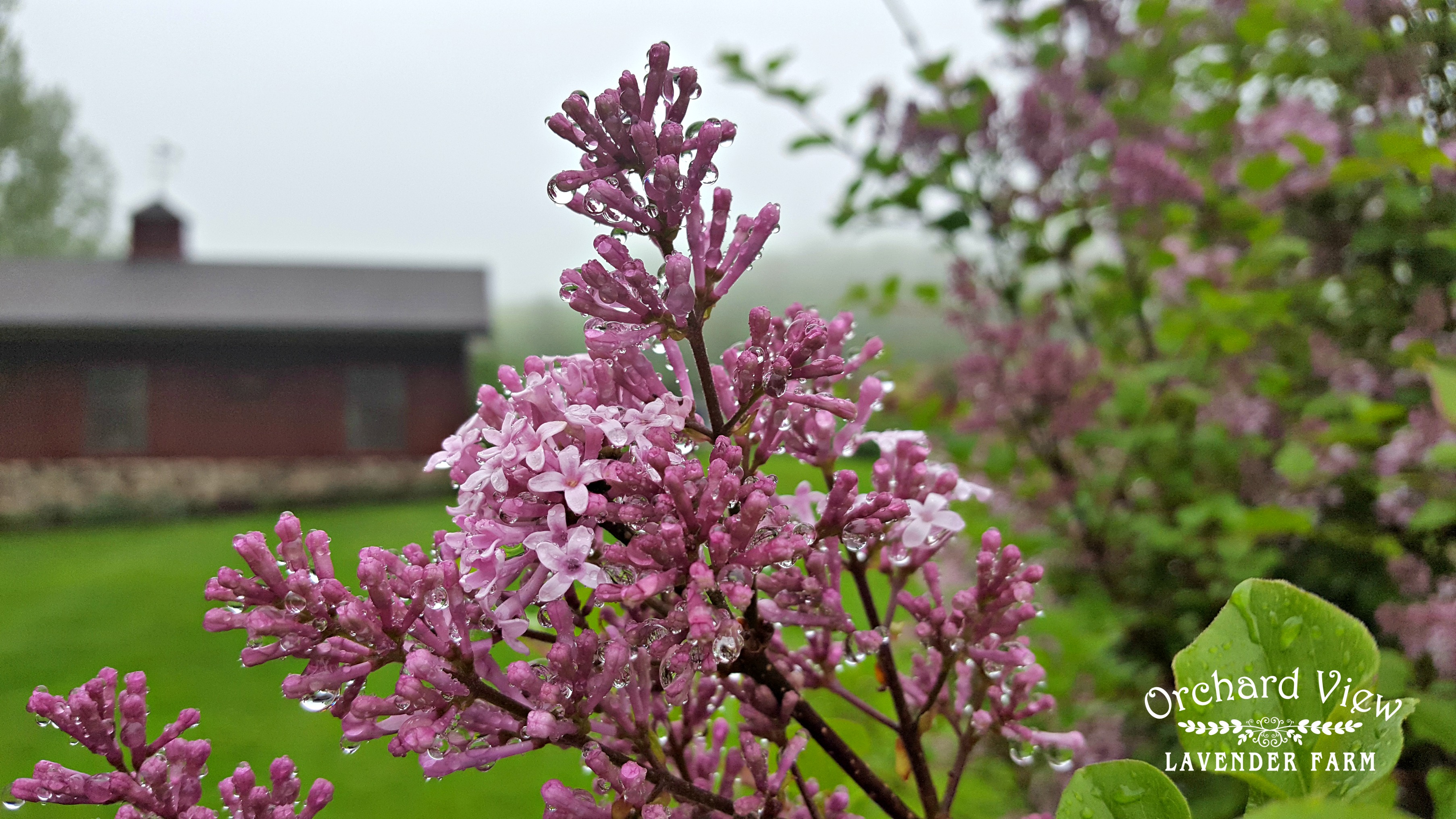 Orchard View Lavender Farm