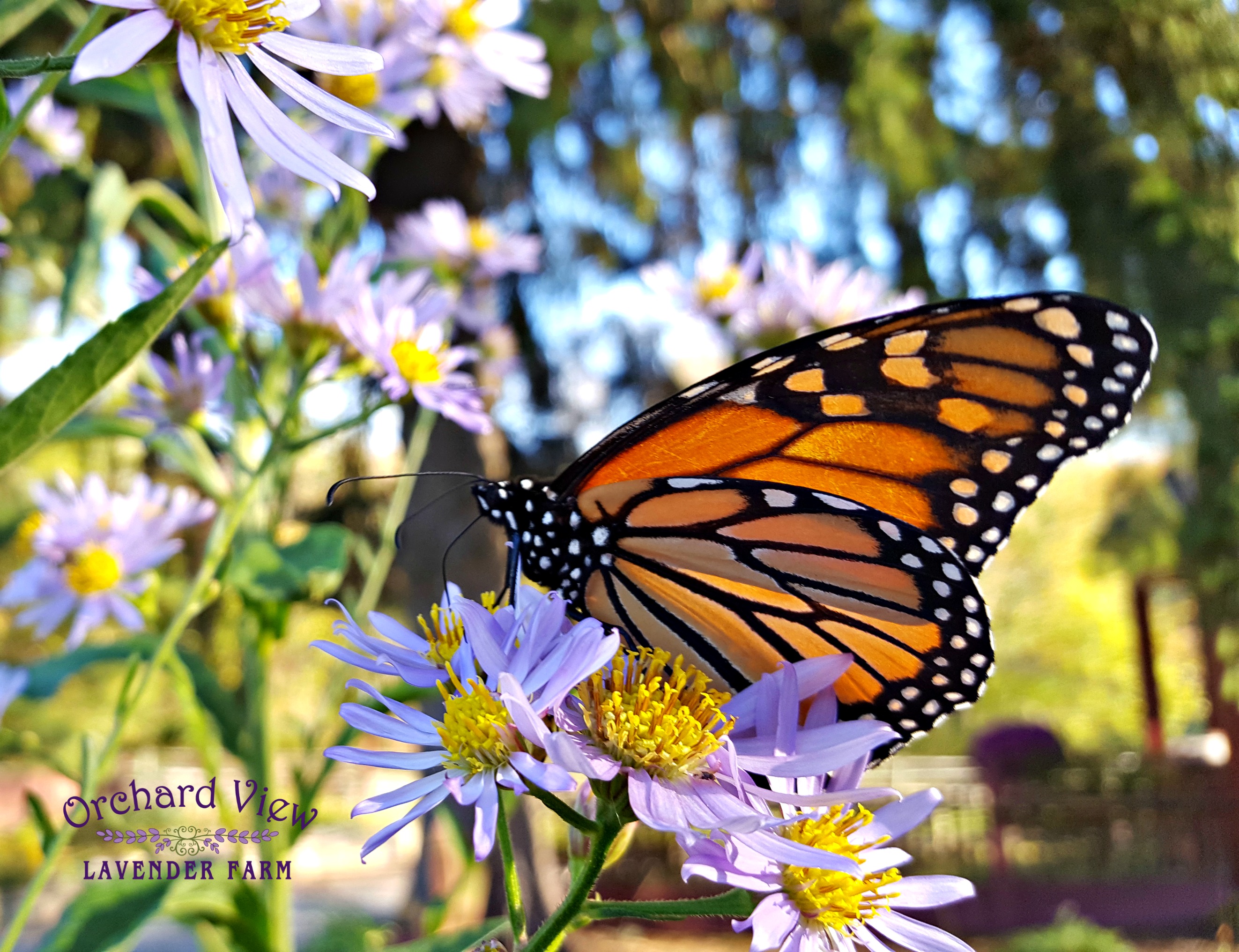 Orchard View Lavender Farm