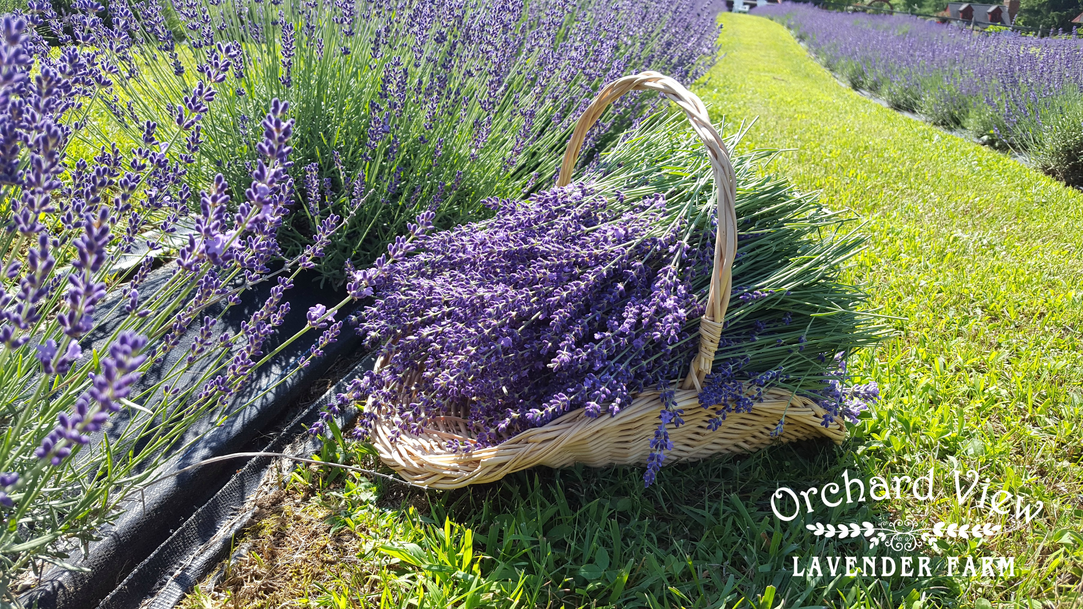 Orchard View Lavender Farm