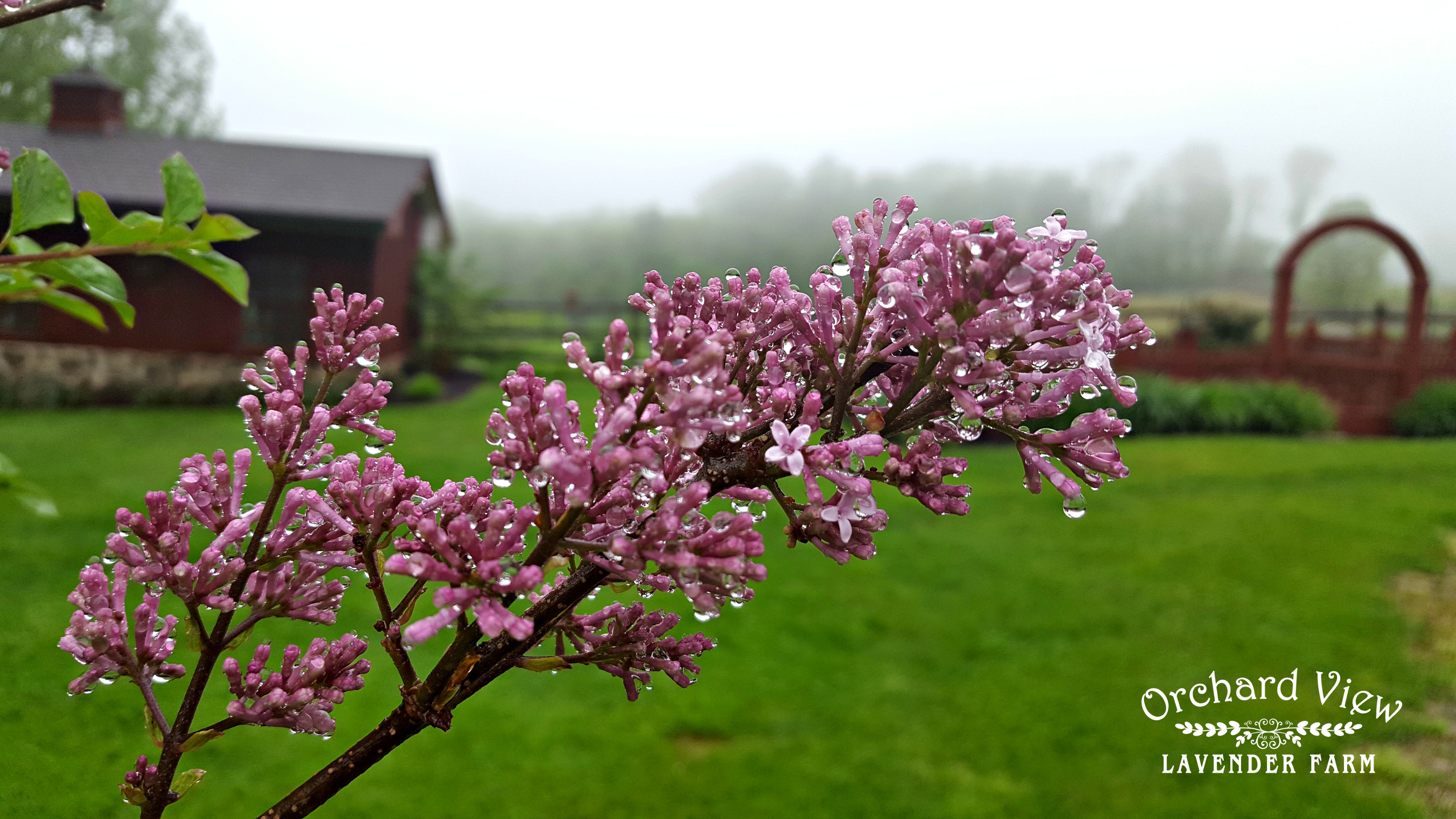 Orchard View Lavender Farm
