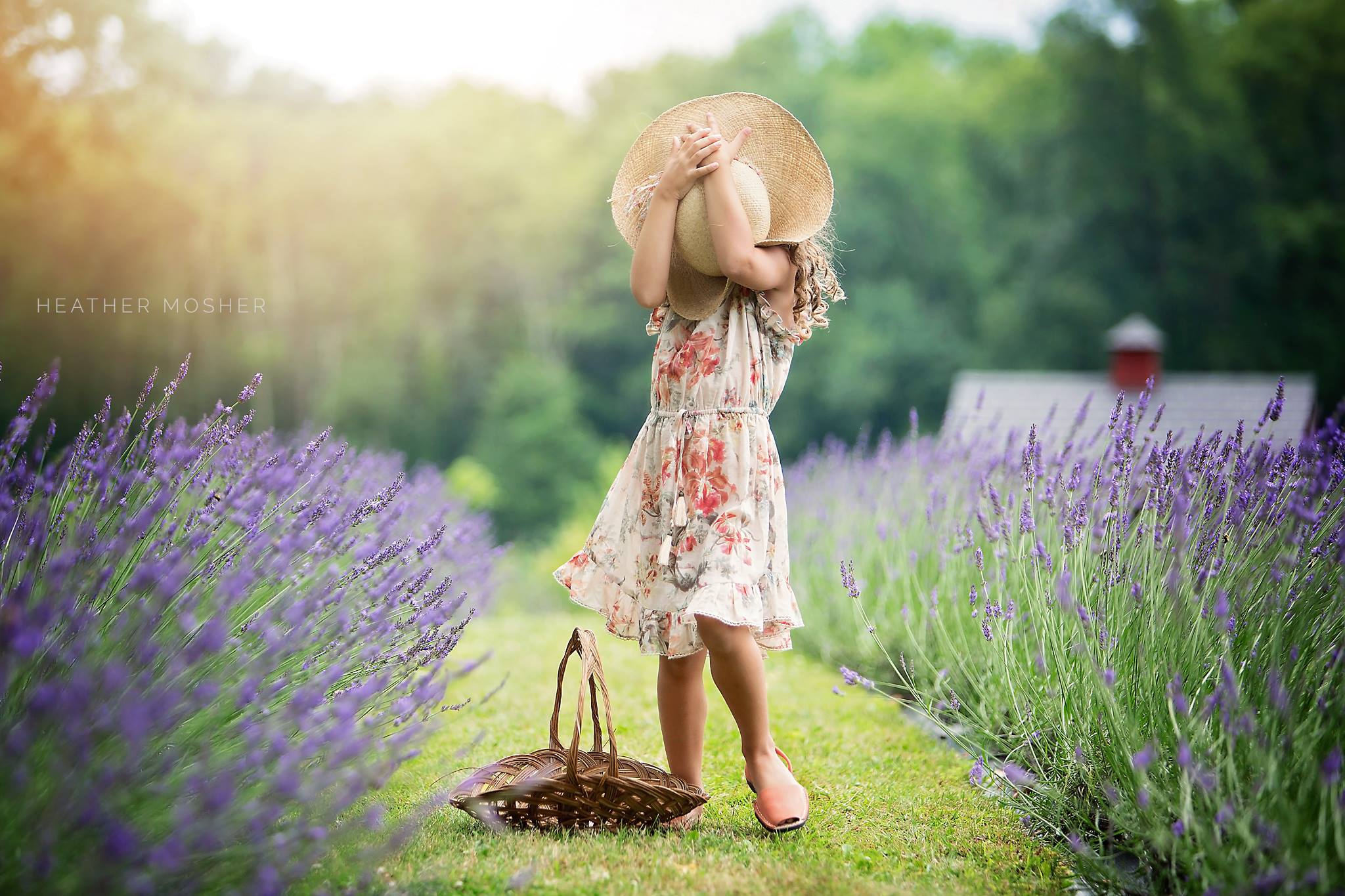 Orchard View Lavender Farm