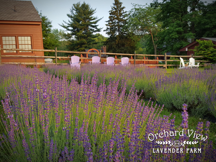 Orchard View Lavender Farm, Port Murray, NJ Photo Gallery