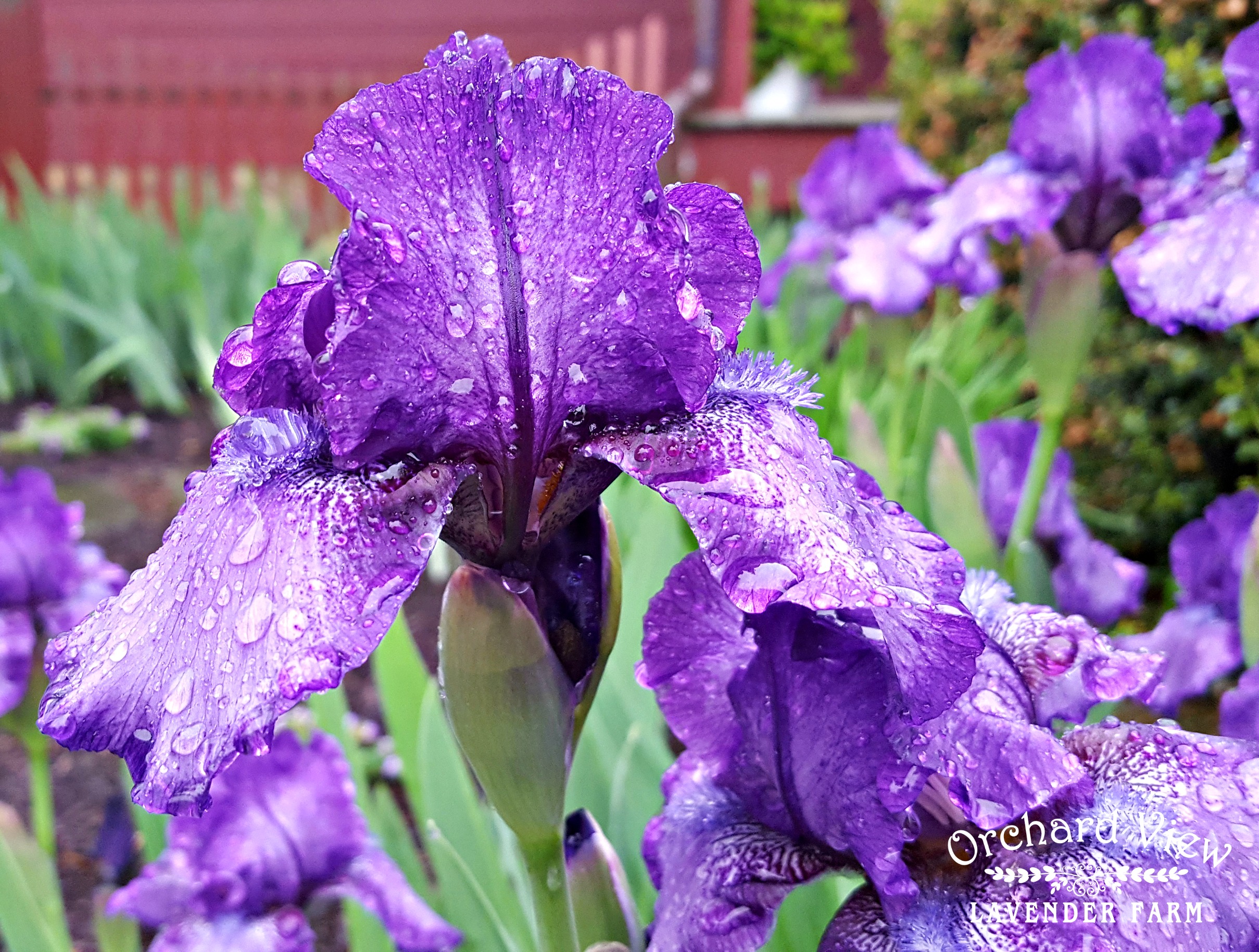 Orchard View Lavender Farm