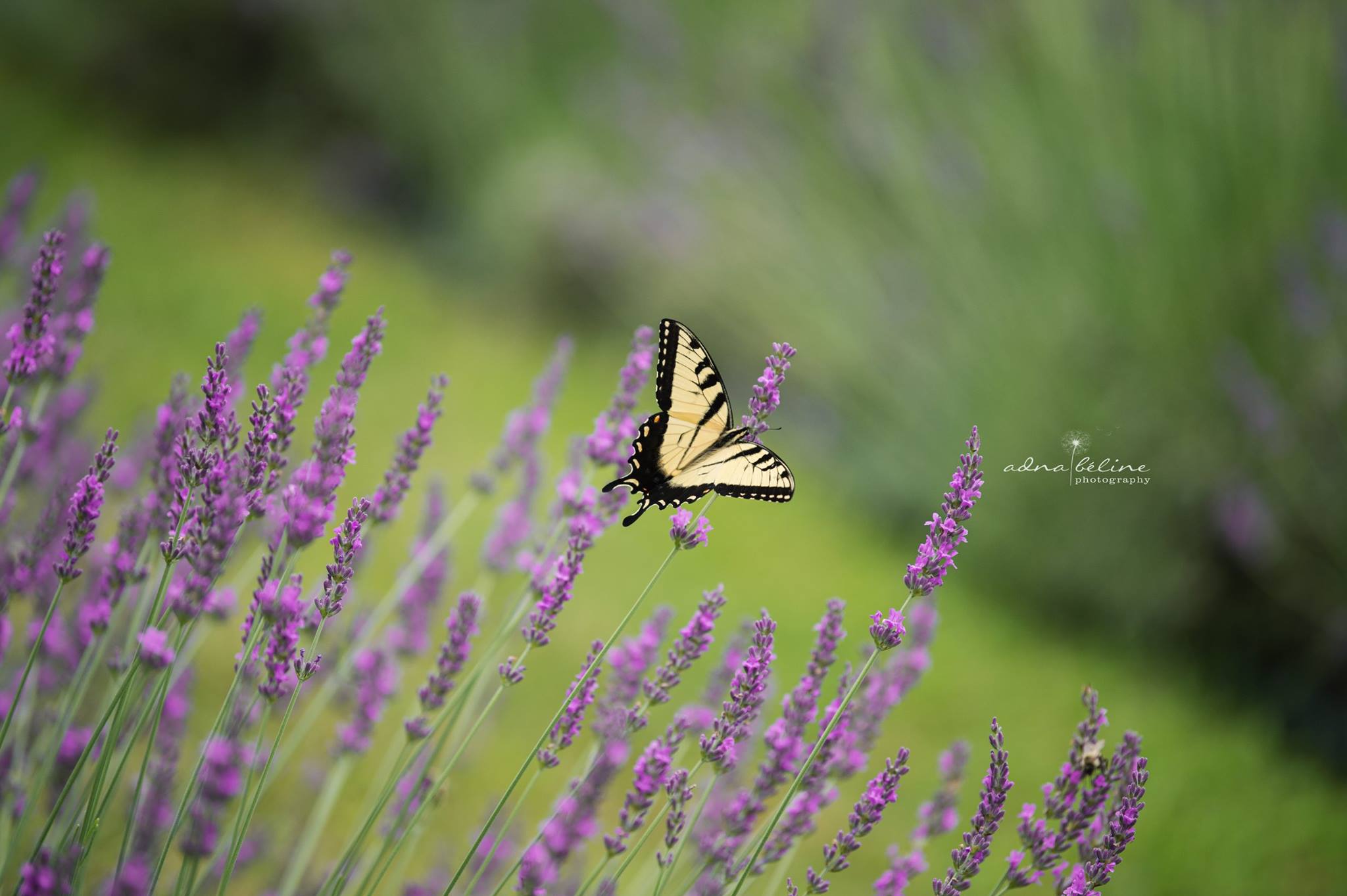 Orchard View Lavender Farm