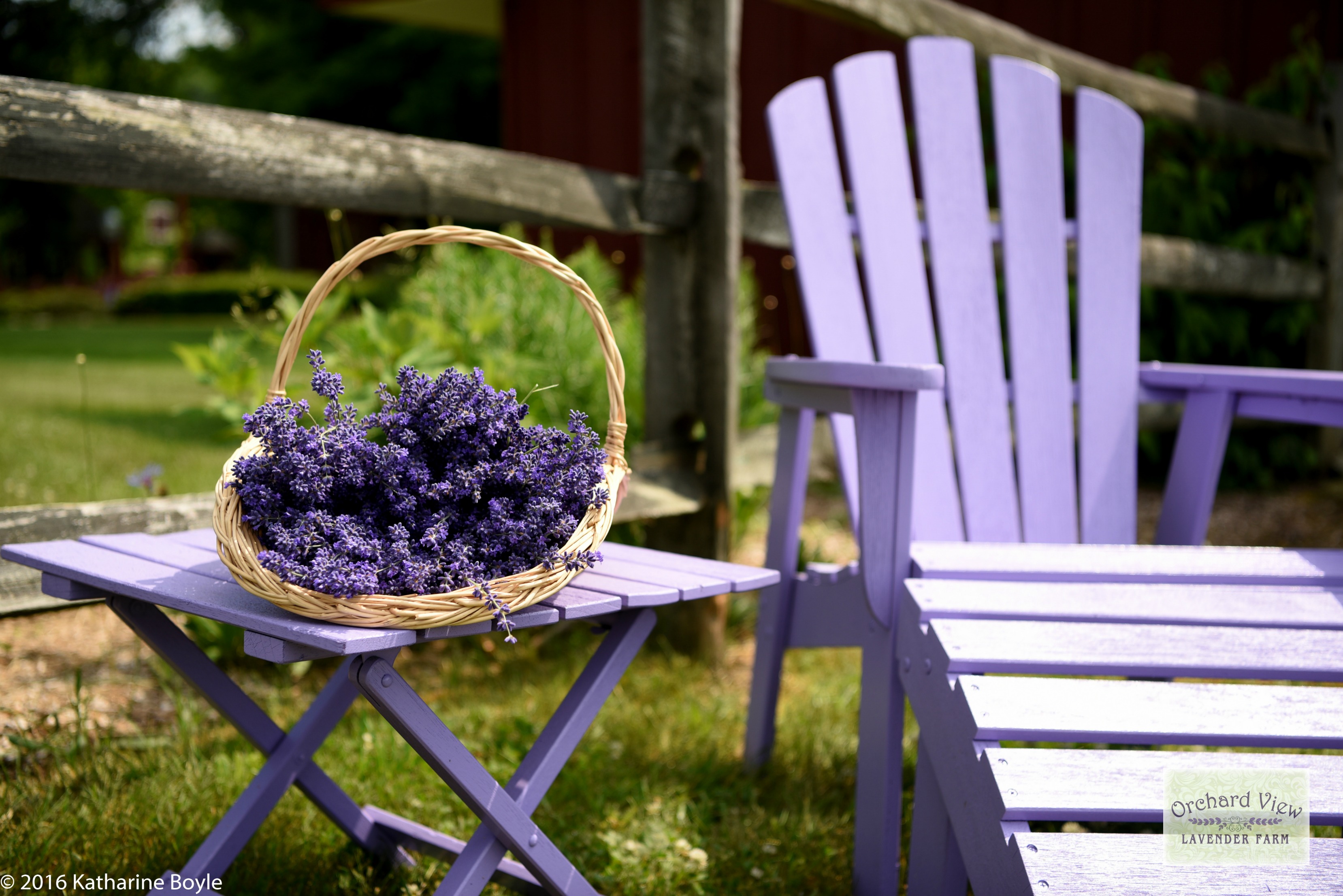 Orchard View Lavender Farm