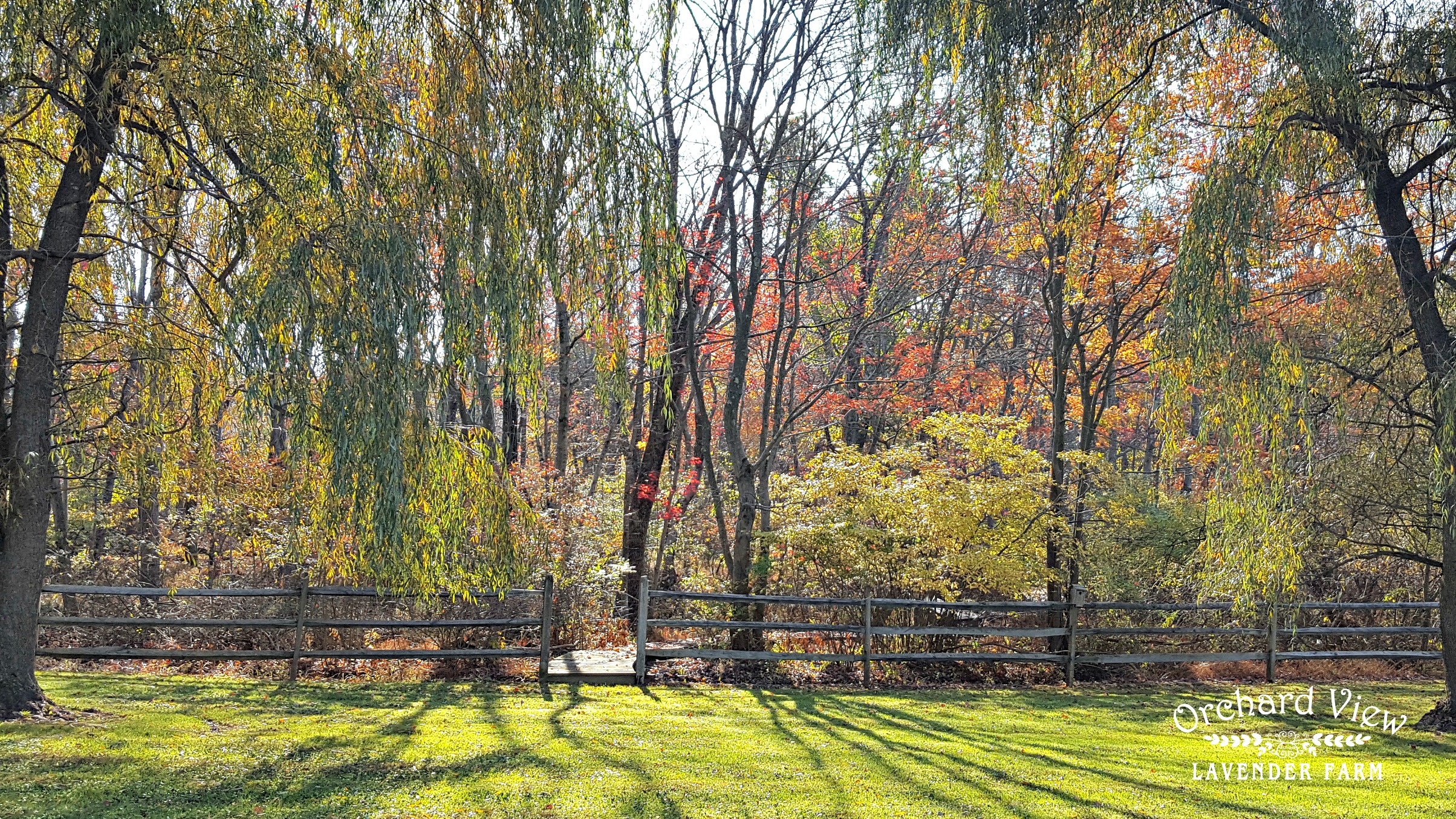 Orchard View Lavender Farm