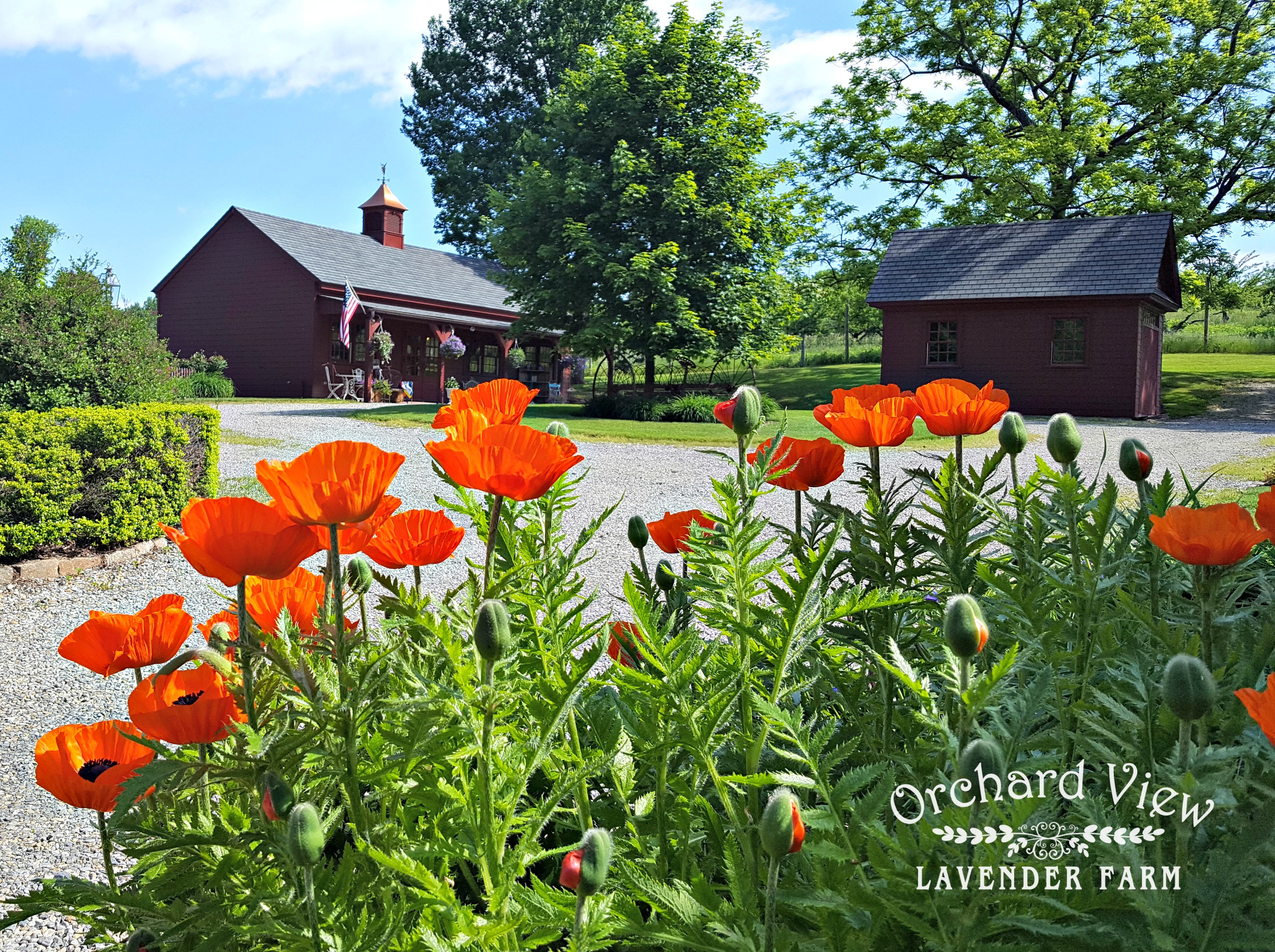Orchard View Lavender Farm