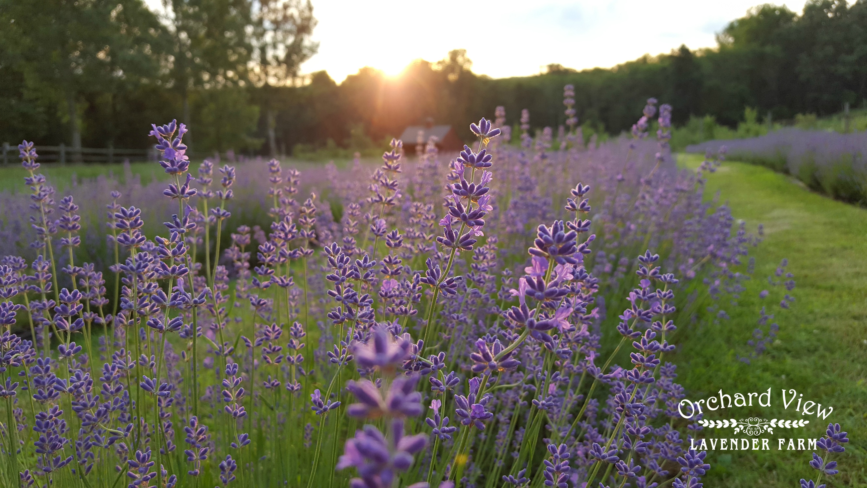 Orchard View Lavender Farm