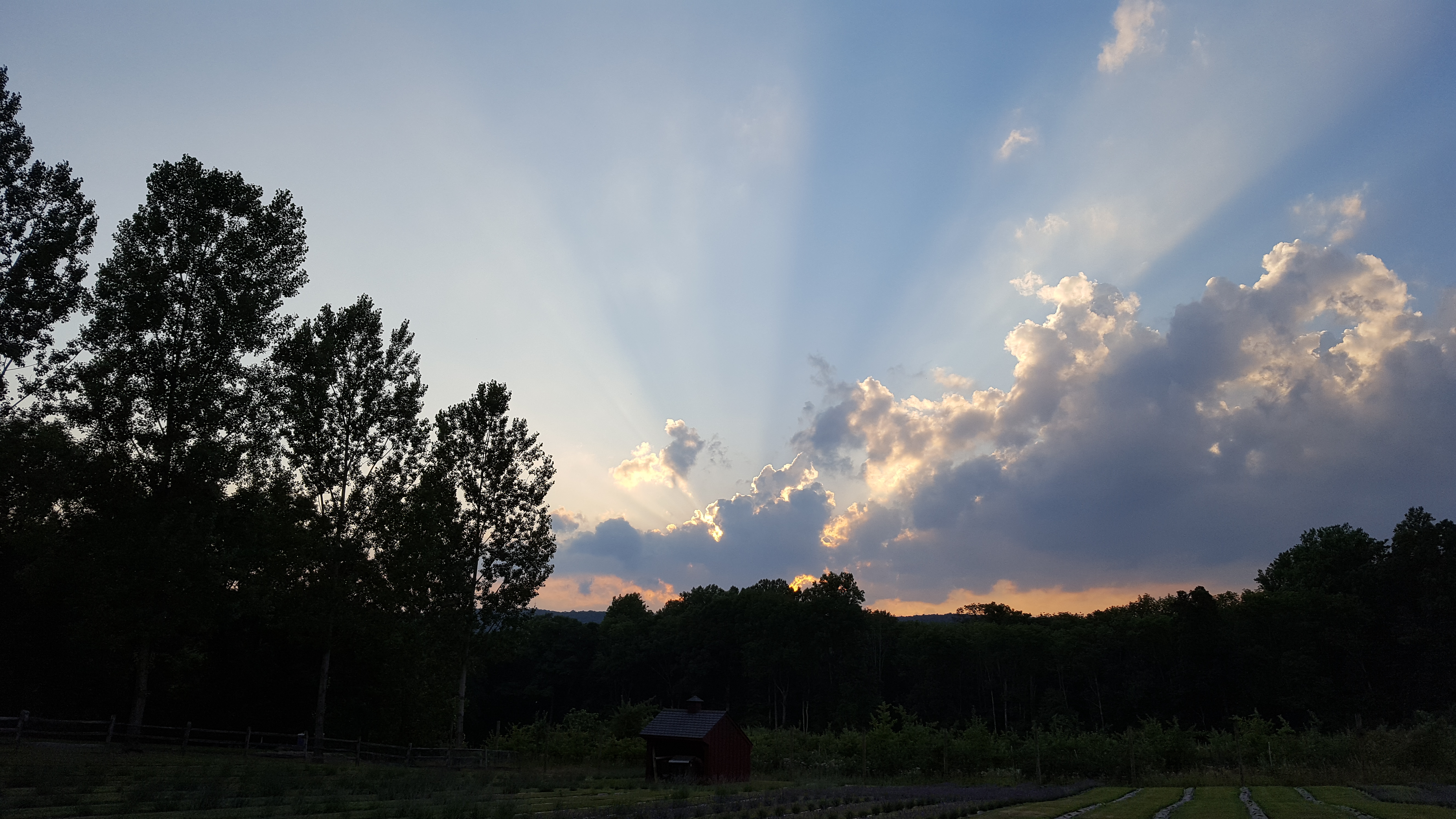 Orchard View Lavender Farm