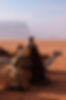 Abdul, king of the desert, between camel in Wadi Rum desert